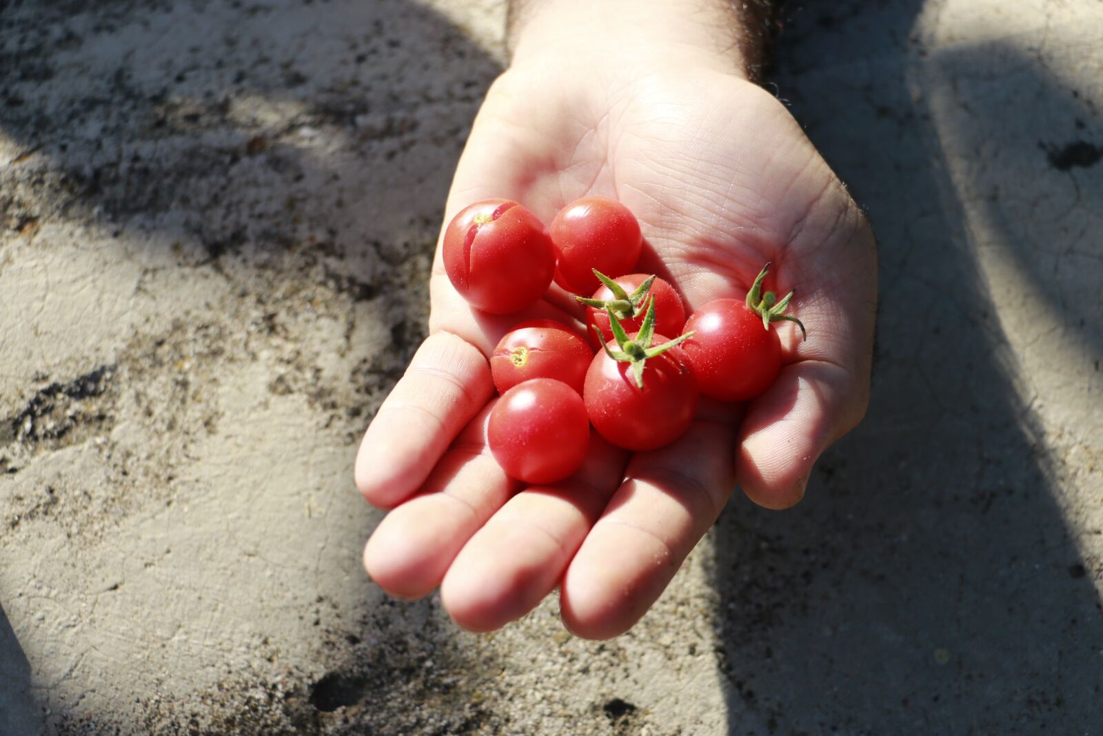 Canon EOS 70D sample photo. Tomato, red, village photography