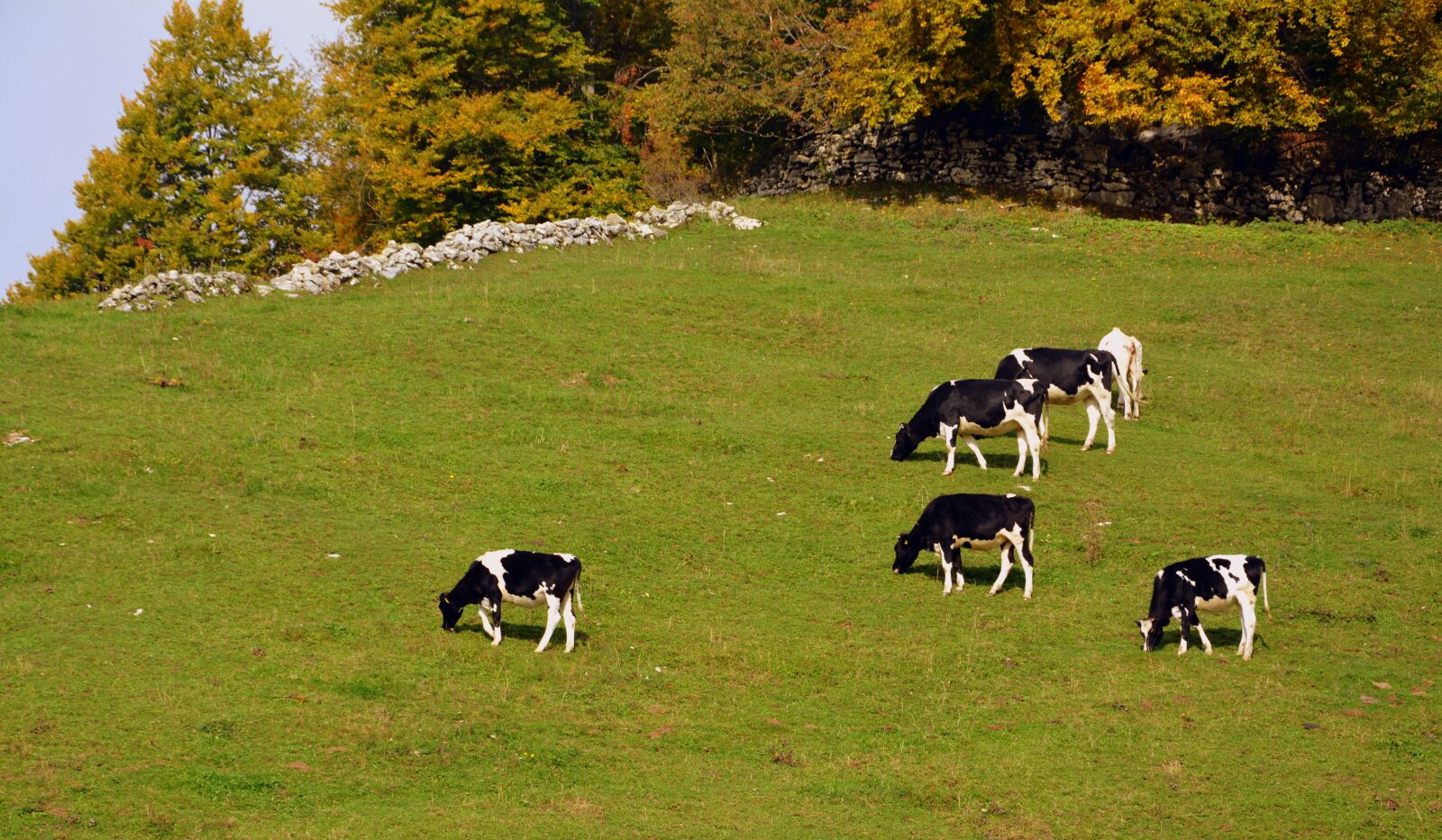 Nikon D7100 sample photo. Pasture, cow, prato photography