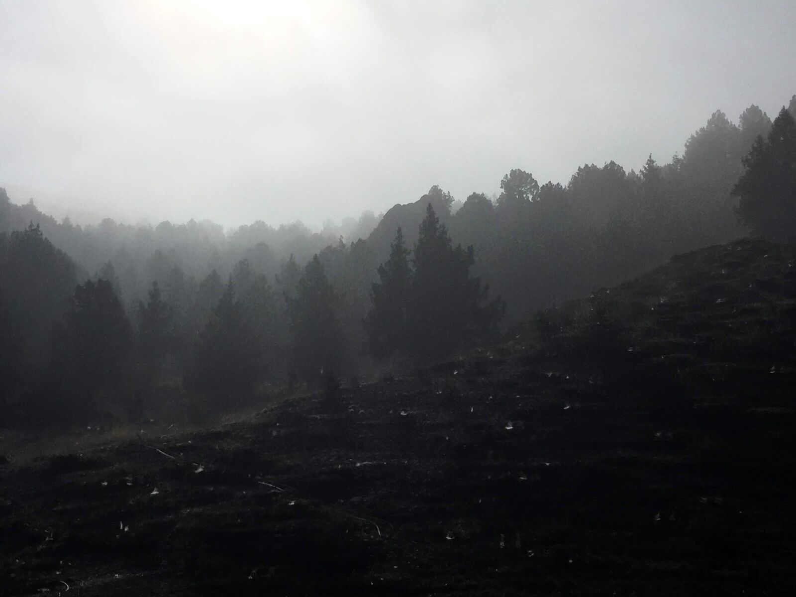 iPhone 6 back camera 4.15mm f/2.2 sample photo. Trees, forest, fog photography