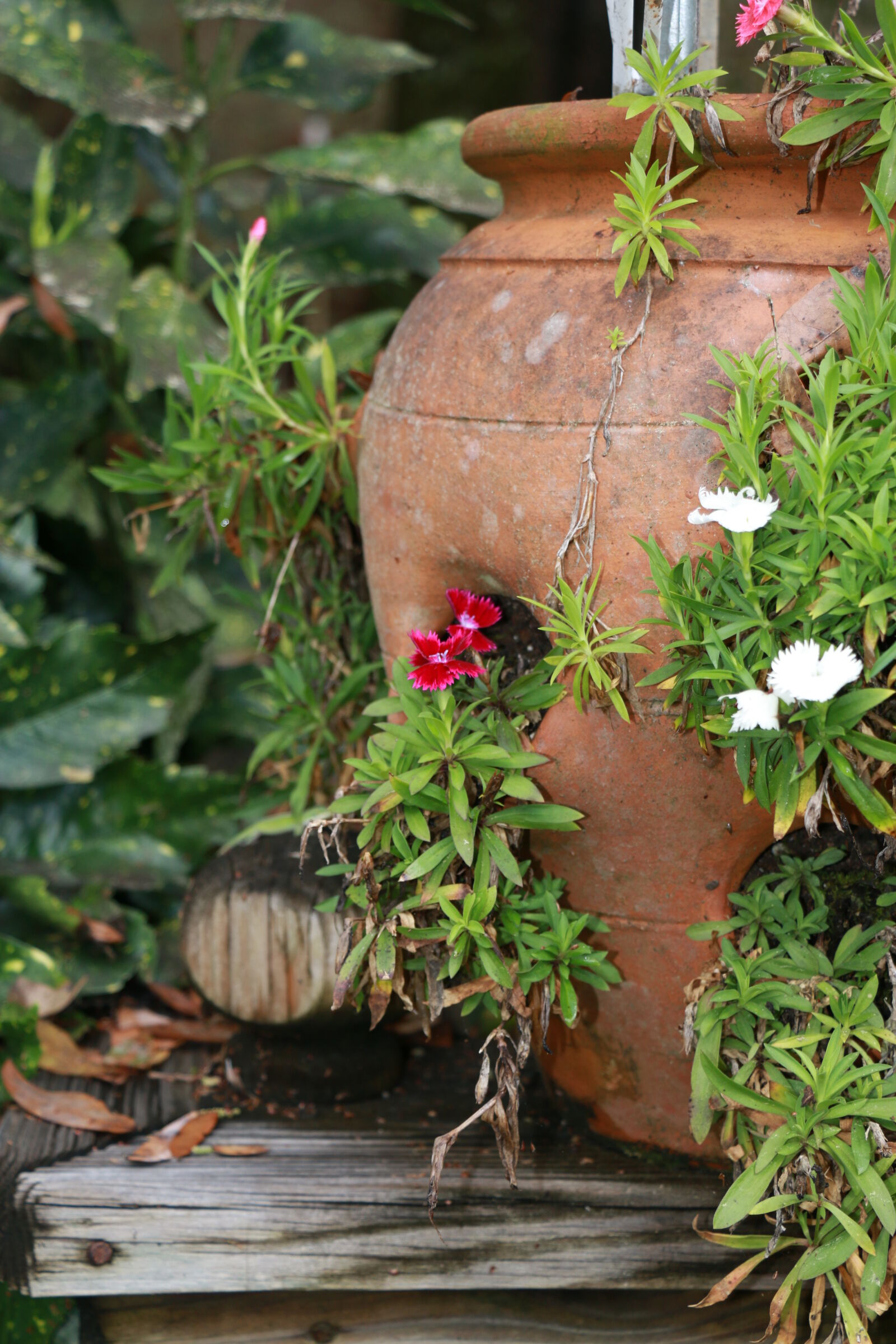 Canon EOS 70D sample photo