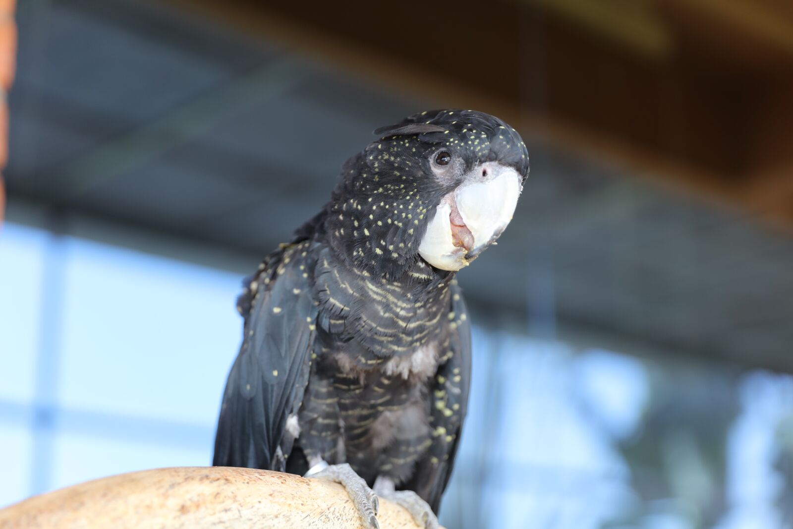 Canon EOS 5DS R + Canon EF 24-70mm F2.8L II USM sample photo. Rare parakeets, cute parakeets photography