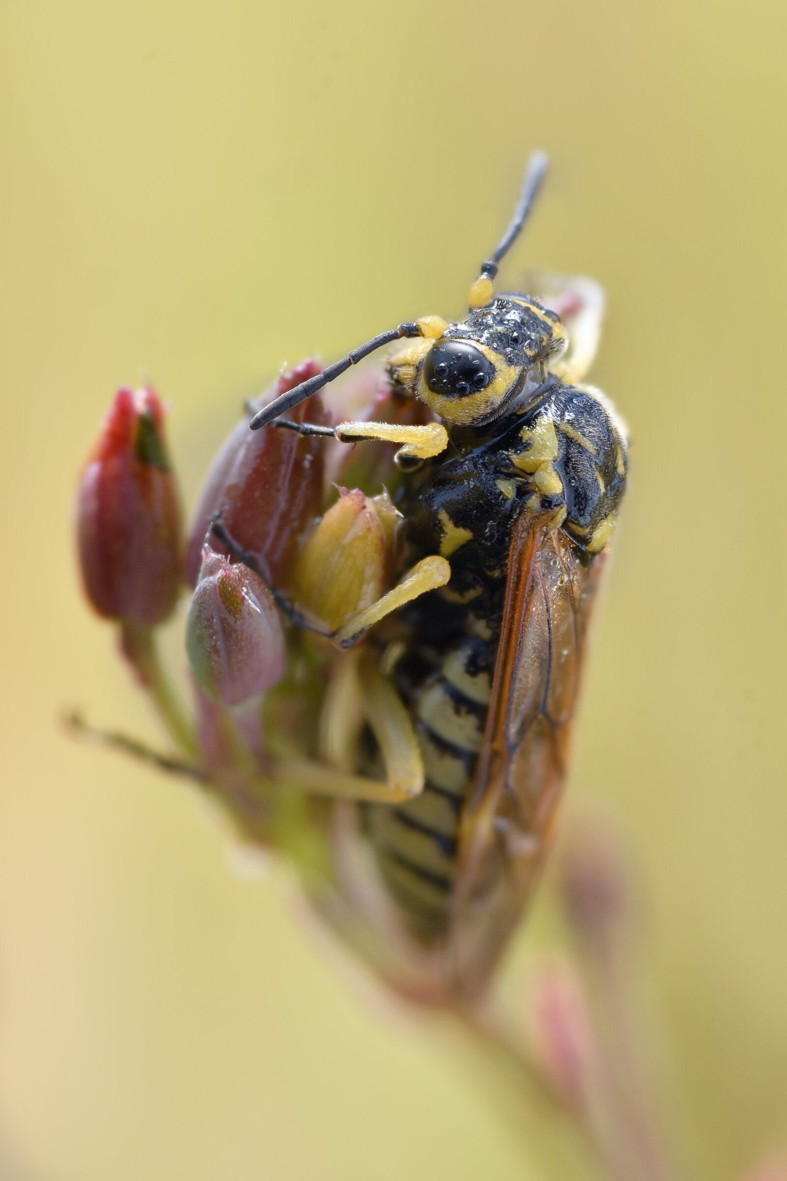 Nikon D7200 sample photo. Macro, bee, insect photography