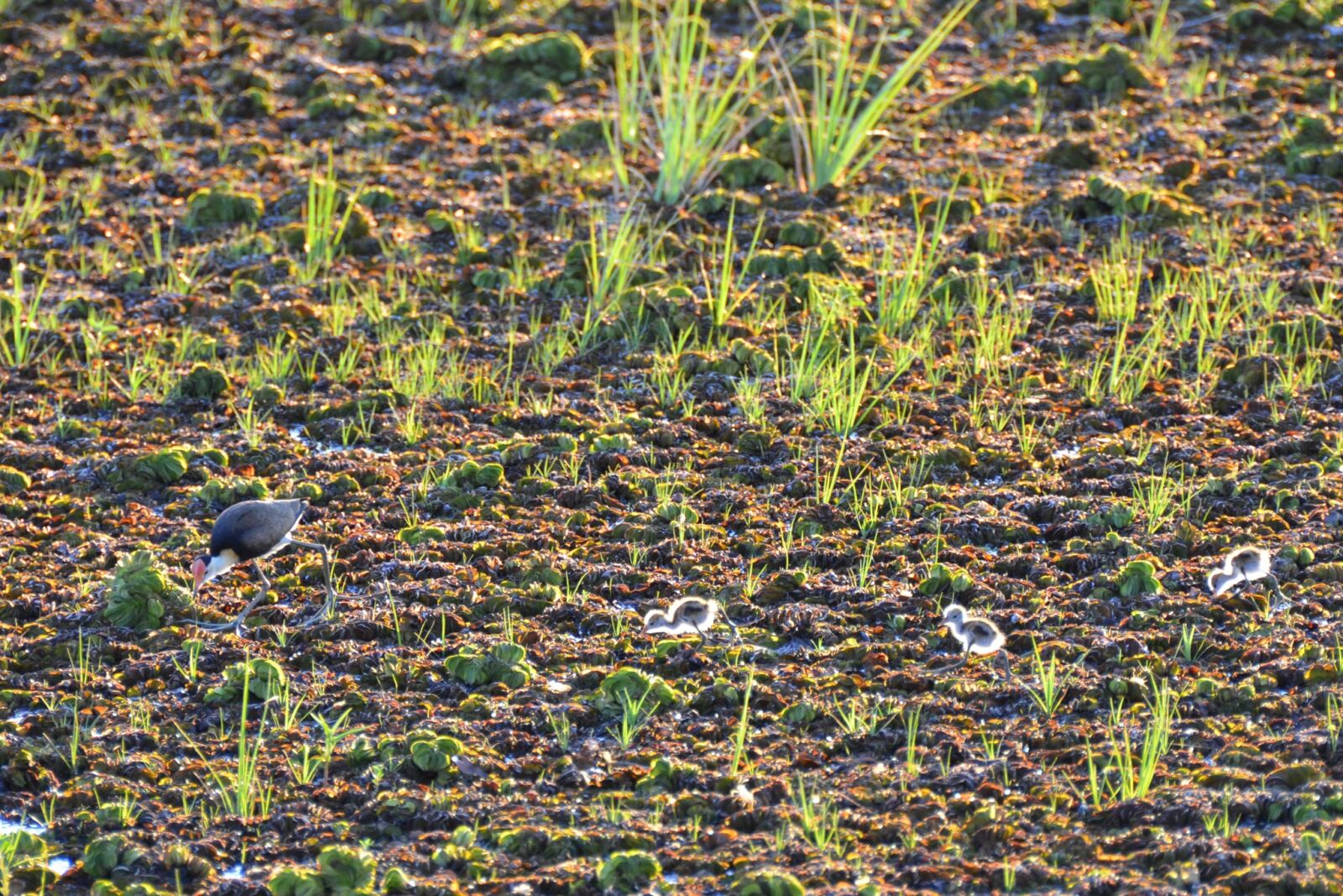 Nikon D5100 sample photo. Bird, backlit, wildlife photography