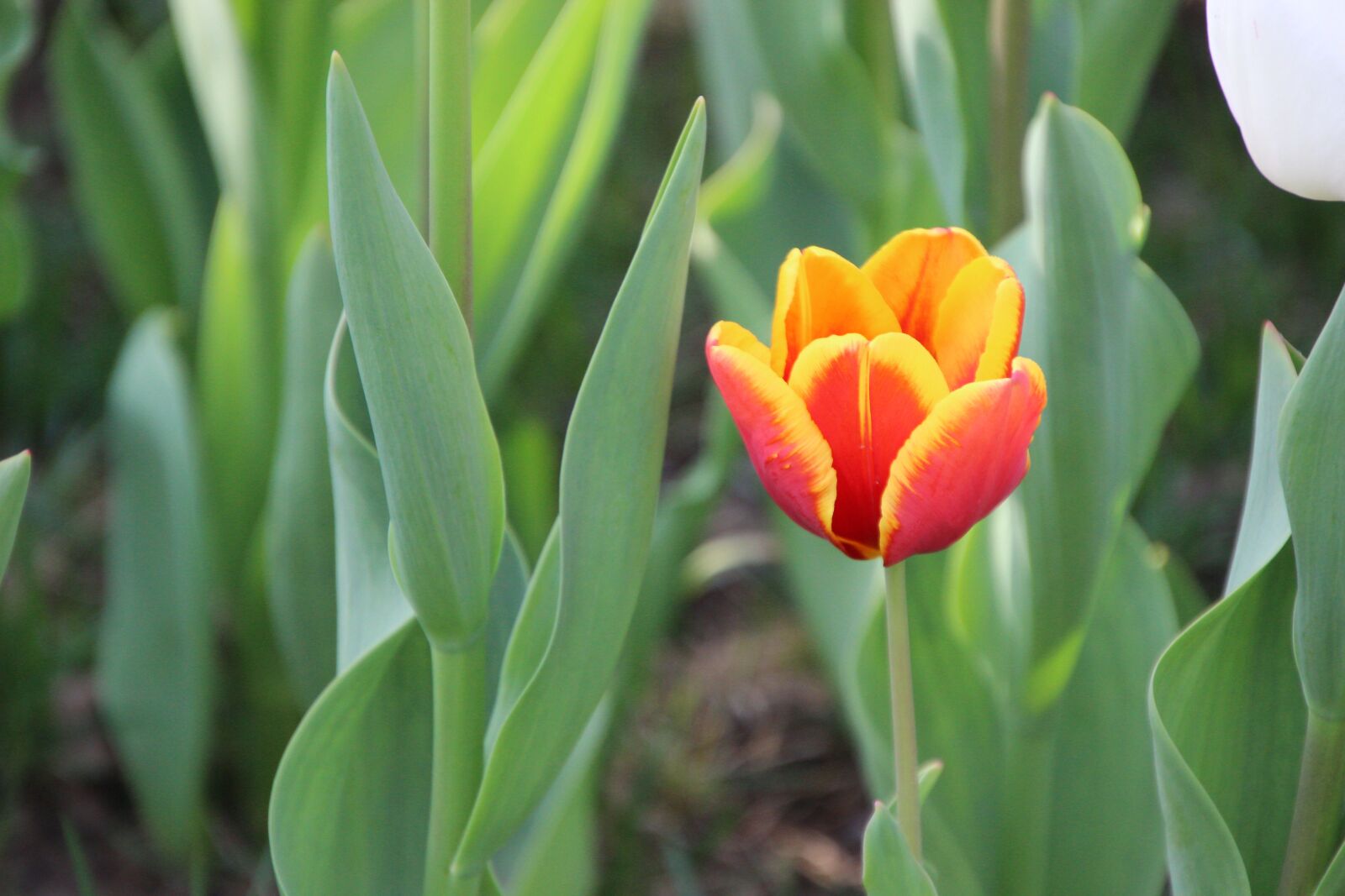 Canon EOS 600D (Rebel EOS T3i / EOS Kiss X5) sample photo. Flower, tulip, plant photography