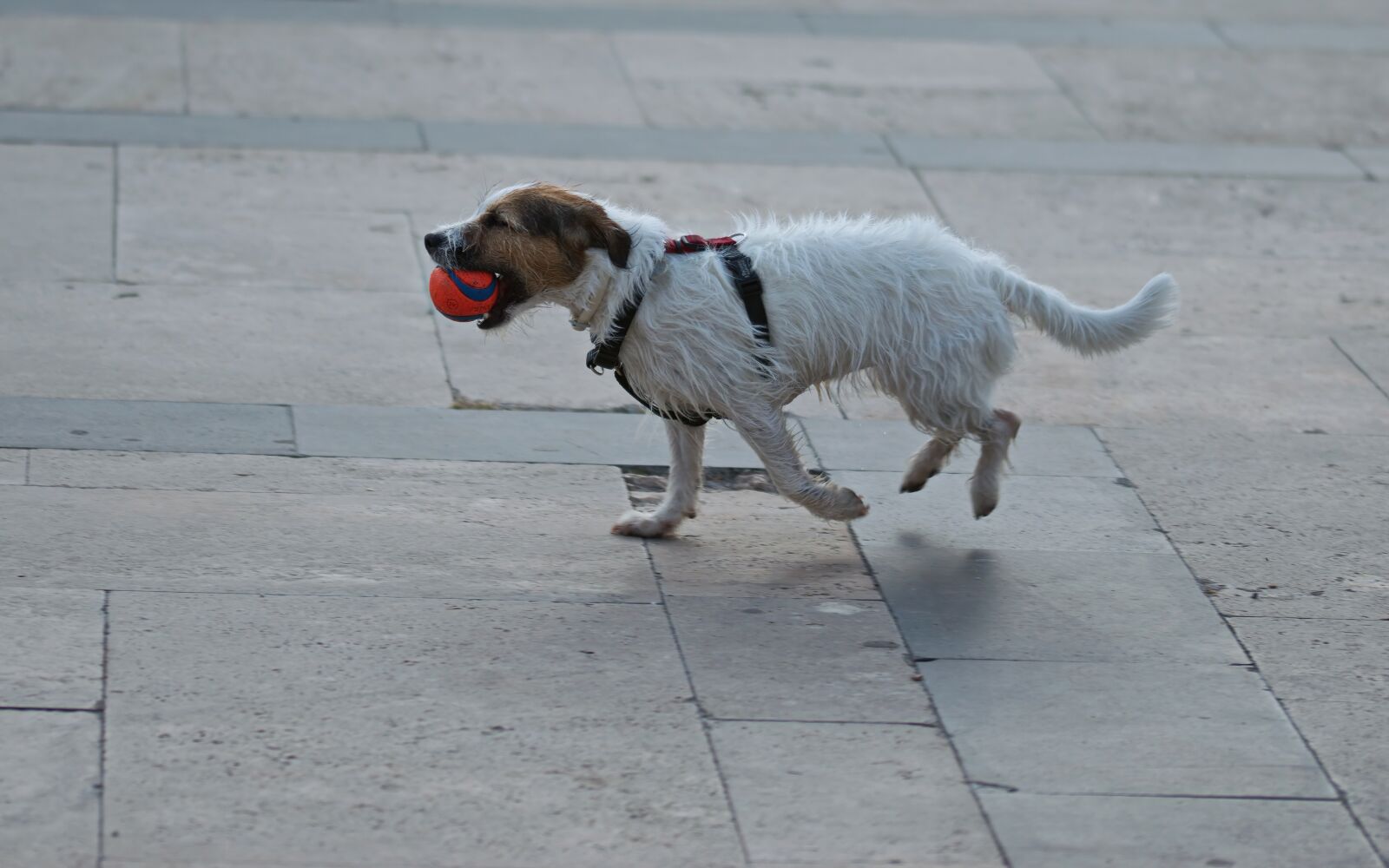 Nikon D5300 sample photo. Dog, pet, canine photography