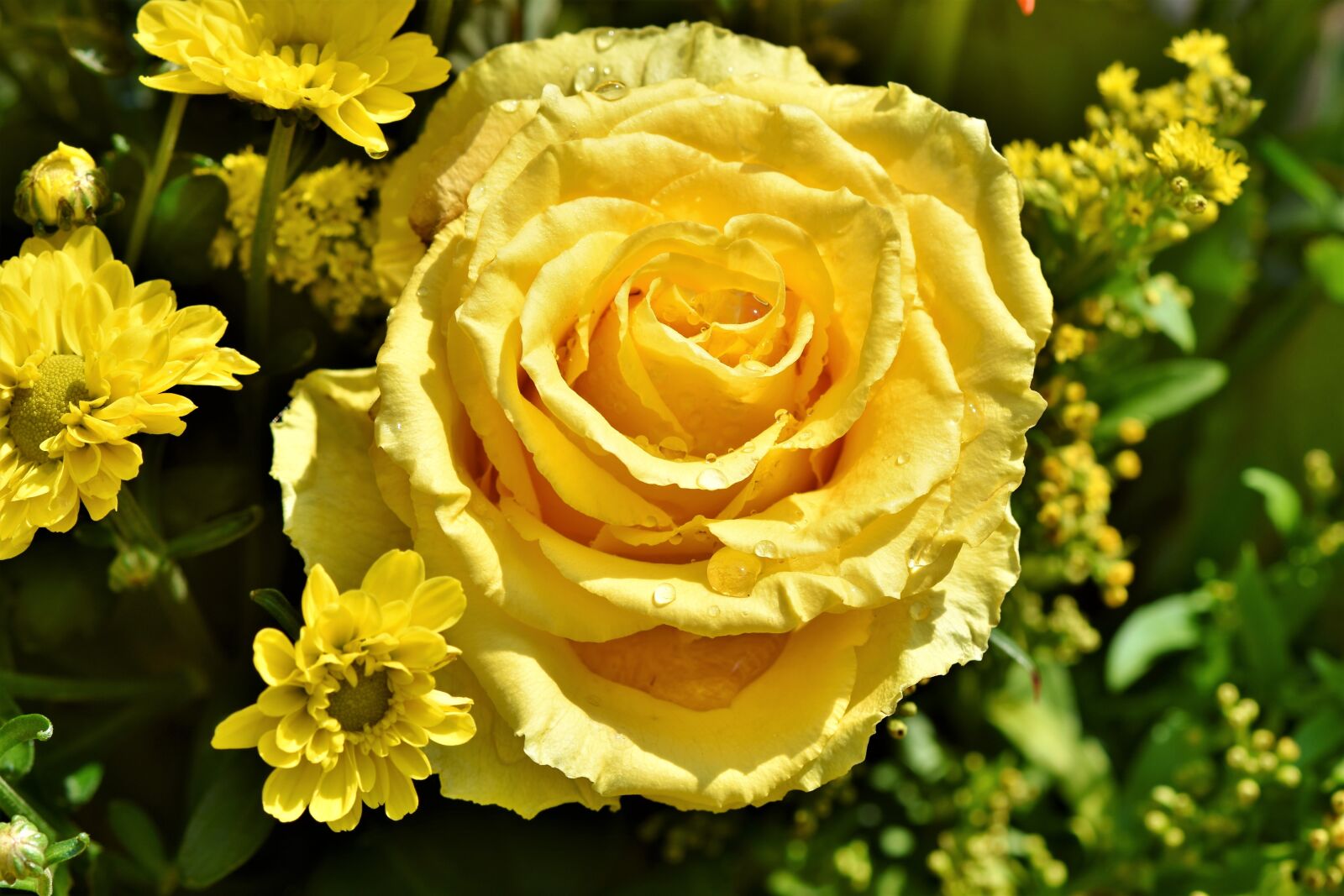 Nikon D7200 sample photo. Rose, rose bloom, pale photography