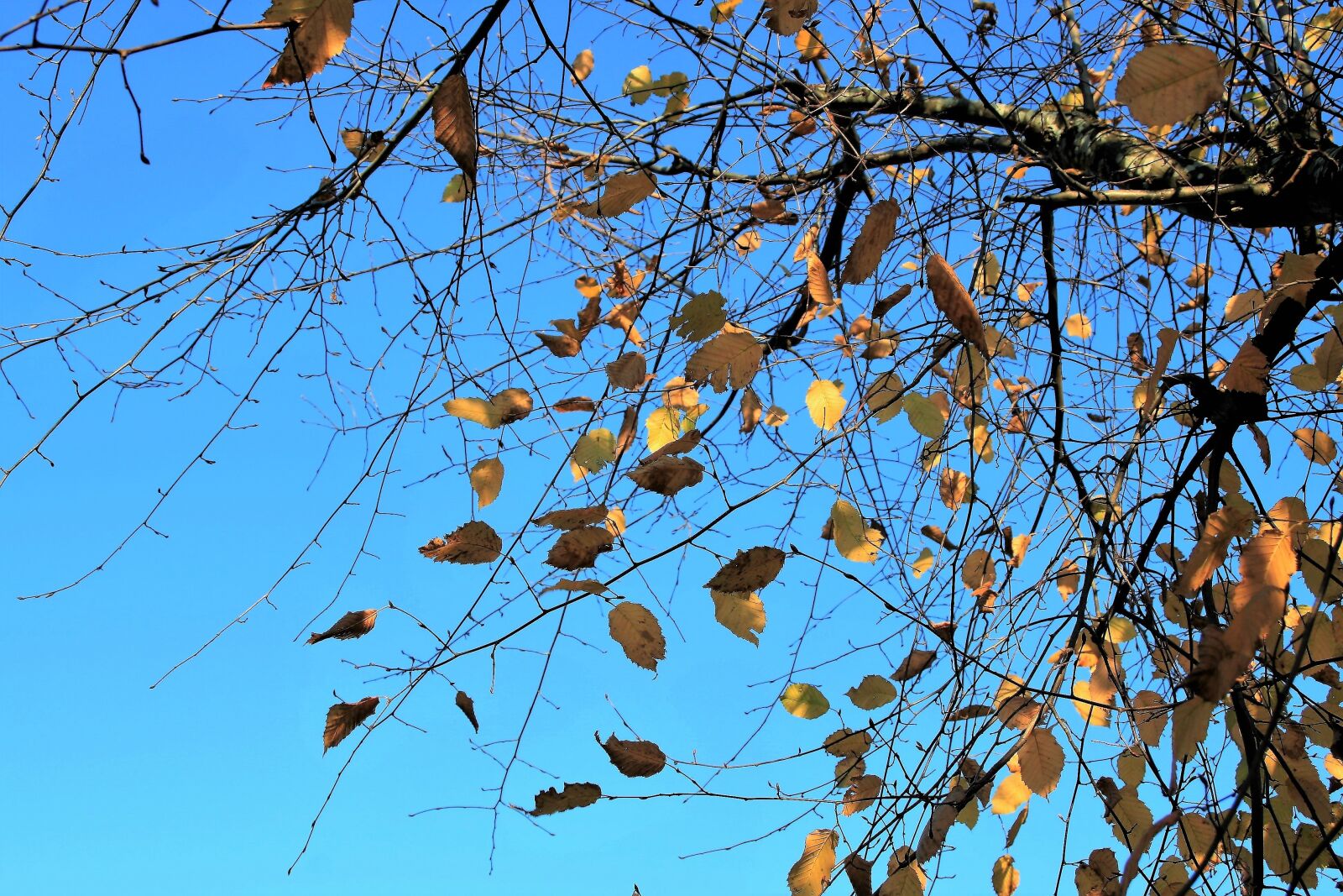 Canon EOS 400D (EOS Digital Rebel XTi / EOS Kiss Digital X) sample photo. Autumn gold, branch, wind photography