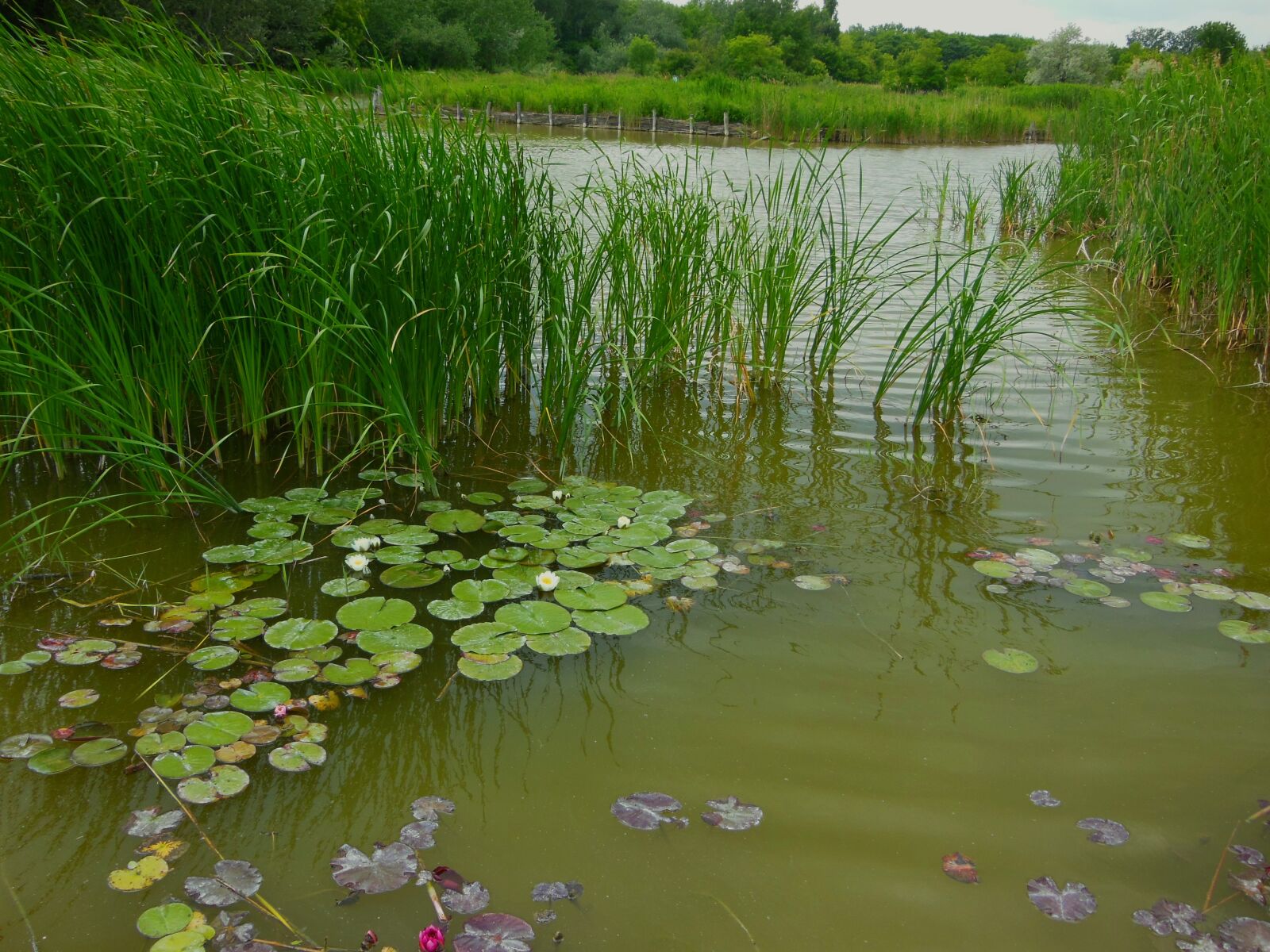 Nikon Coolpix S9300 sample photo. Lake, water, reed photography