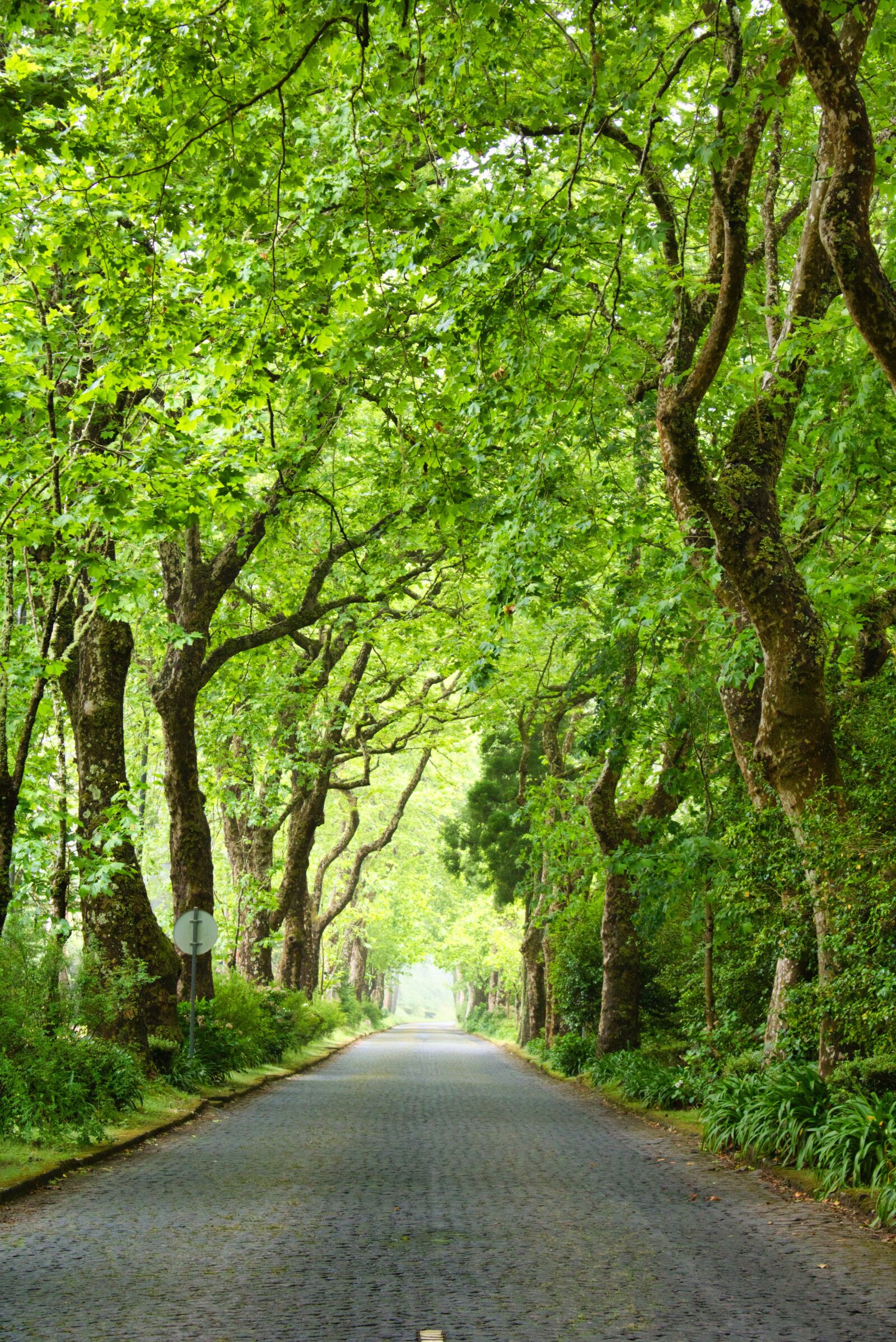 Canon EOS 750D (EOS Rebel T6i / EOS Kiss X8i) sample photo. Landscape, road, nature photography