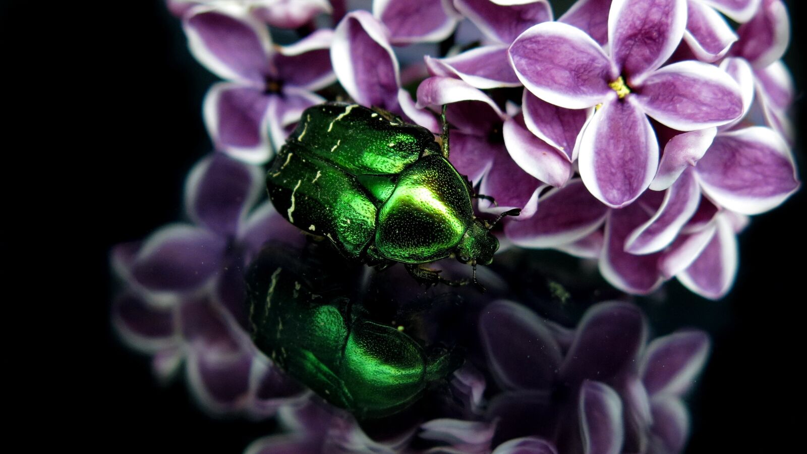 Canon PowerShot G15 sample photo. Rose beetle, gold shiny photography