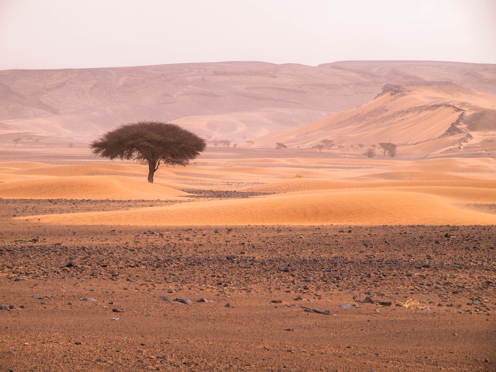 Olympus E-3 sample photo. Tree, desert, landscape photography