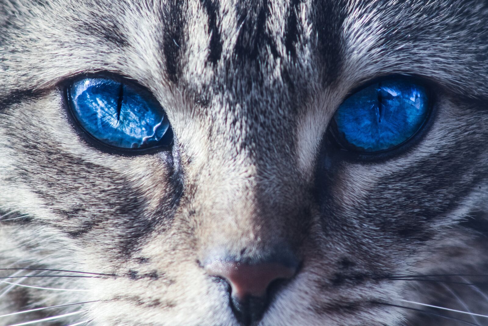 Canon EF 75-300mm f/4-5.6 USM sample photo. Cats, eyes, wild photography