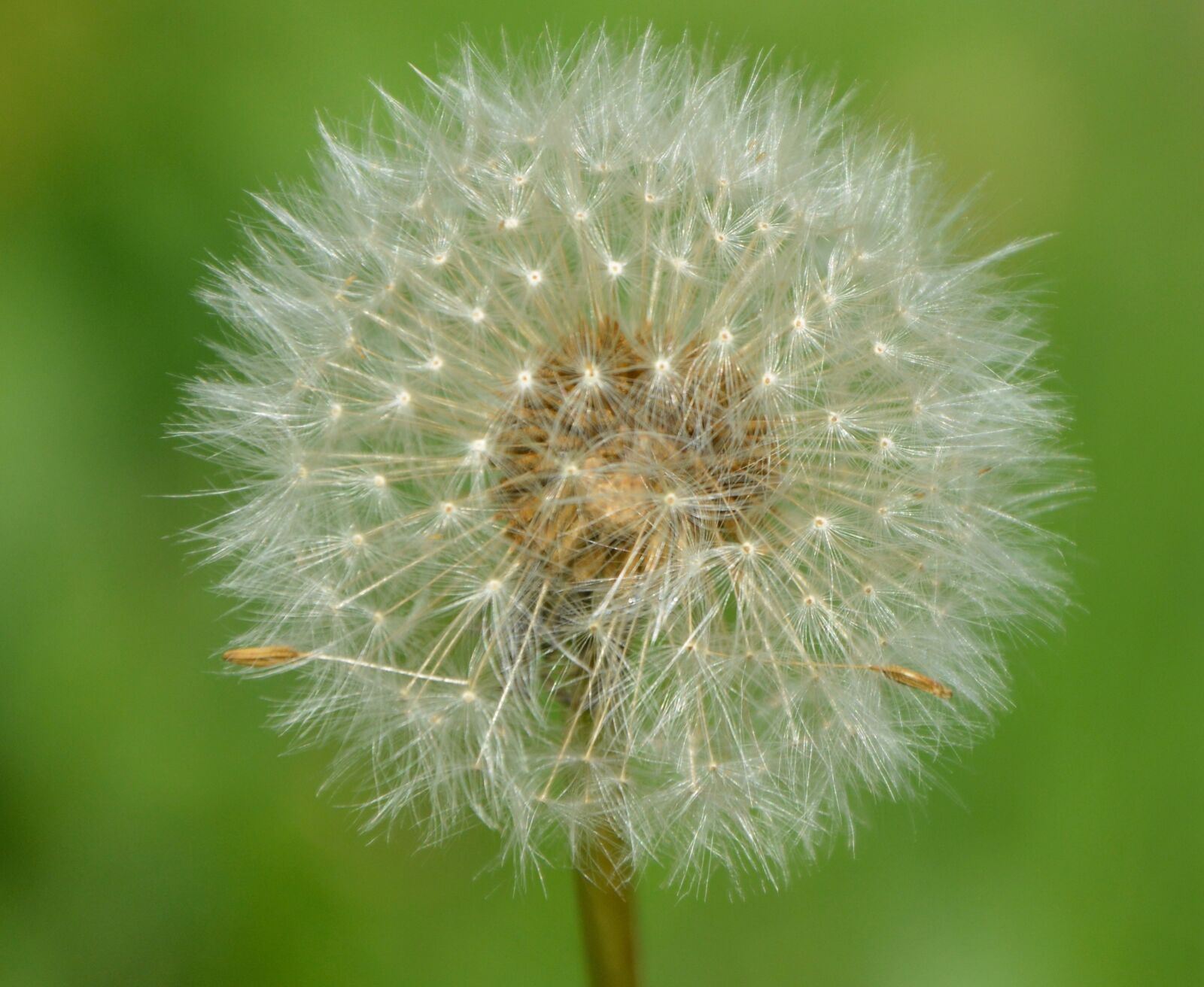 Nikon D5200 sample photo. Dandelion, fruit egret, nature photography