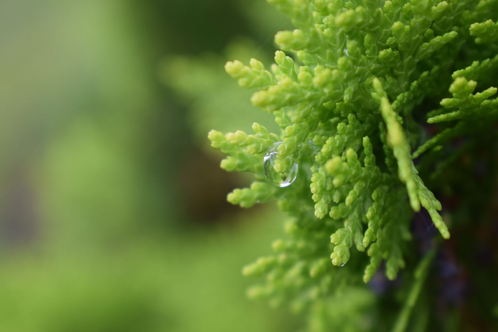 Nikon D5300 sample photo. Leaf, flora, growth photography