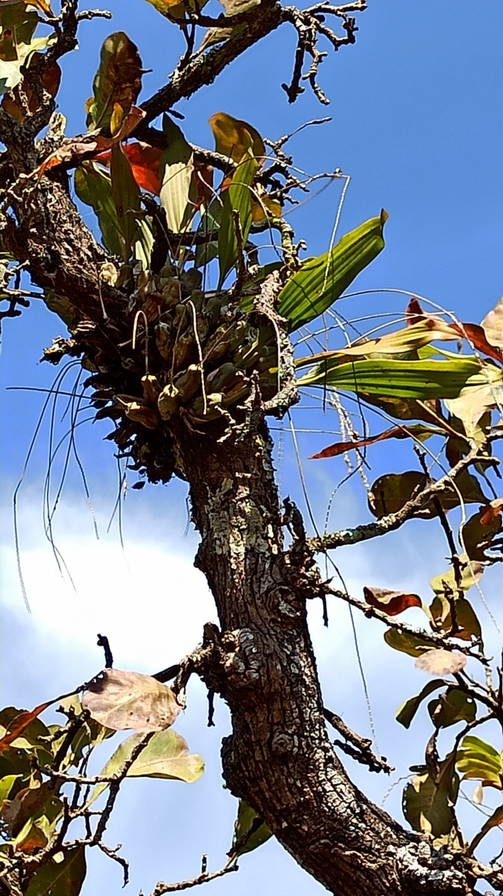 Xiaomi Redmi Note 8 Pro sample photo. Wild orchid pholidata pallida photography