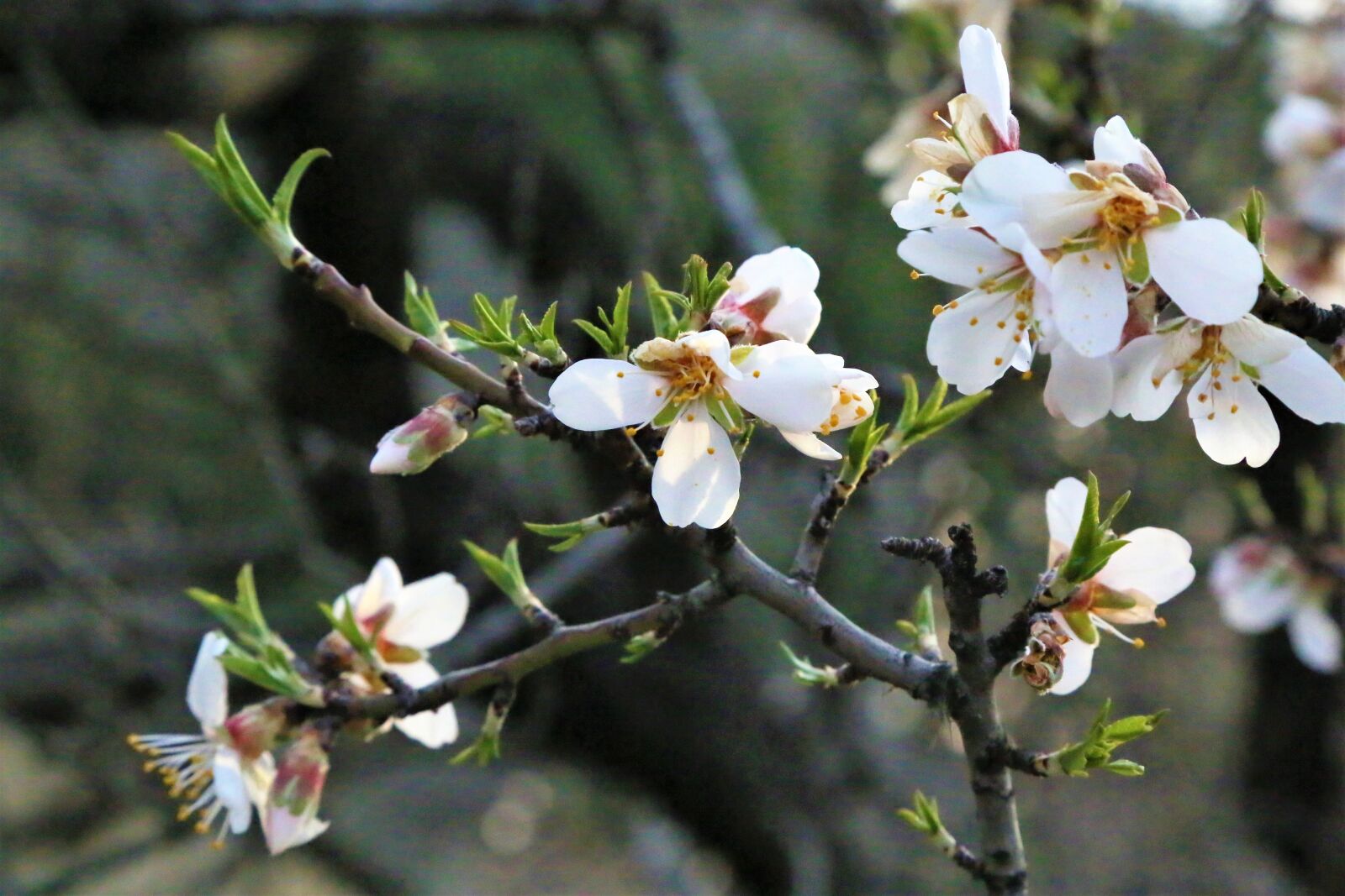 Canon EF 24-105mm F4L IS USM sample photo. Flower, bud, spring photography