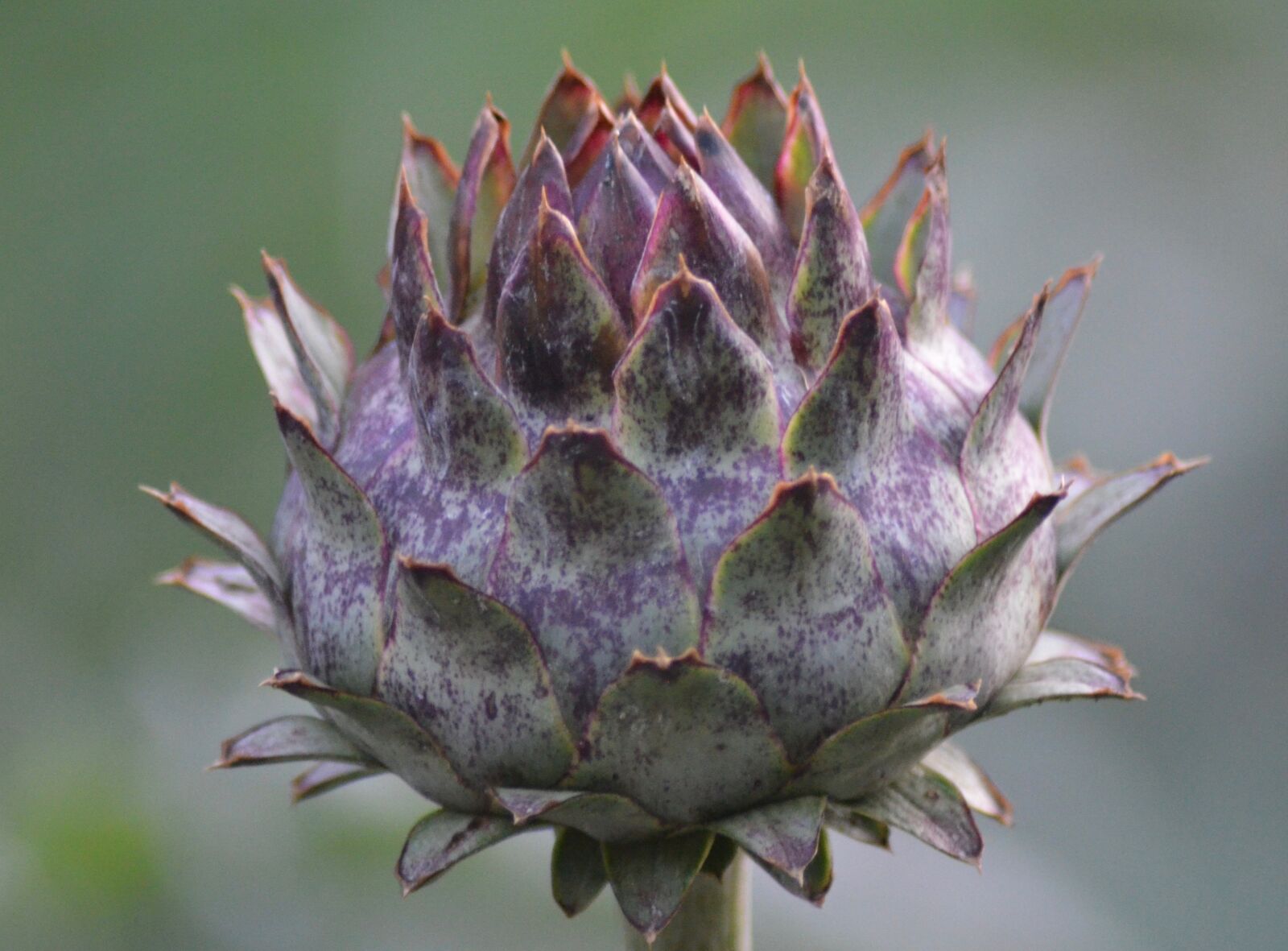 Nikon D5100 sample photo. Decorative, plant, garden photography
