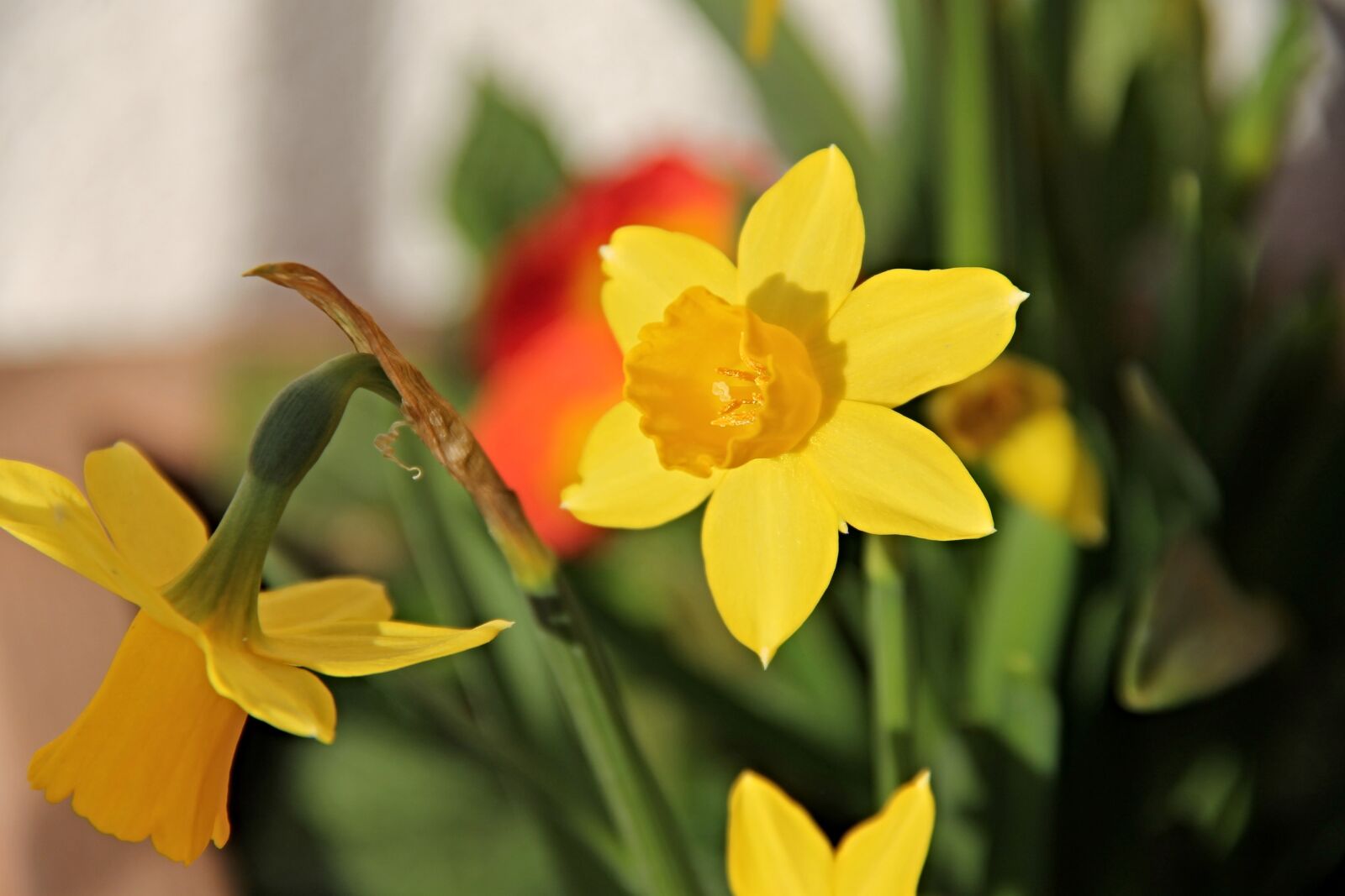 Canon EOS 1100D (EOS Rebel T3 / EOS Kiss X50) sample photo. Daffodils, yellow, osterglocken photography