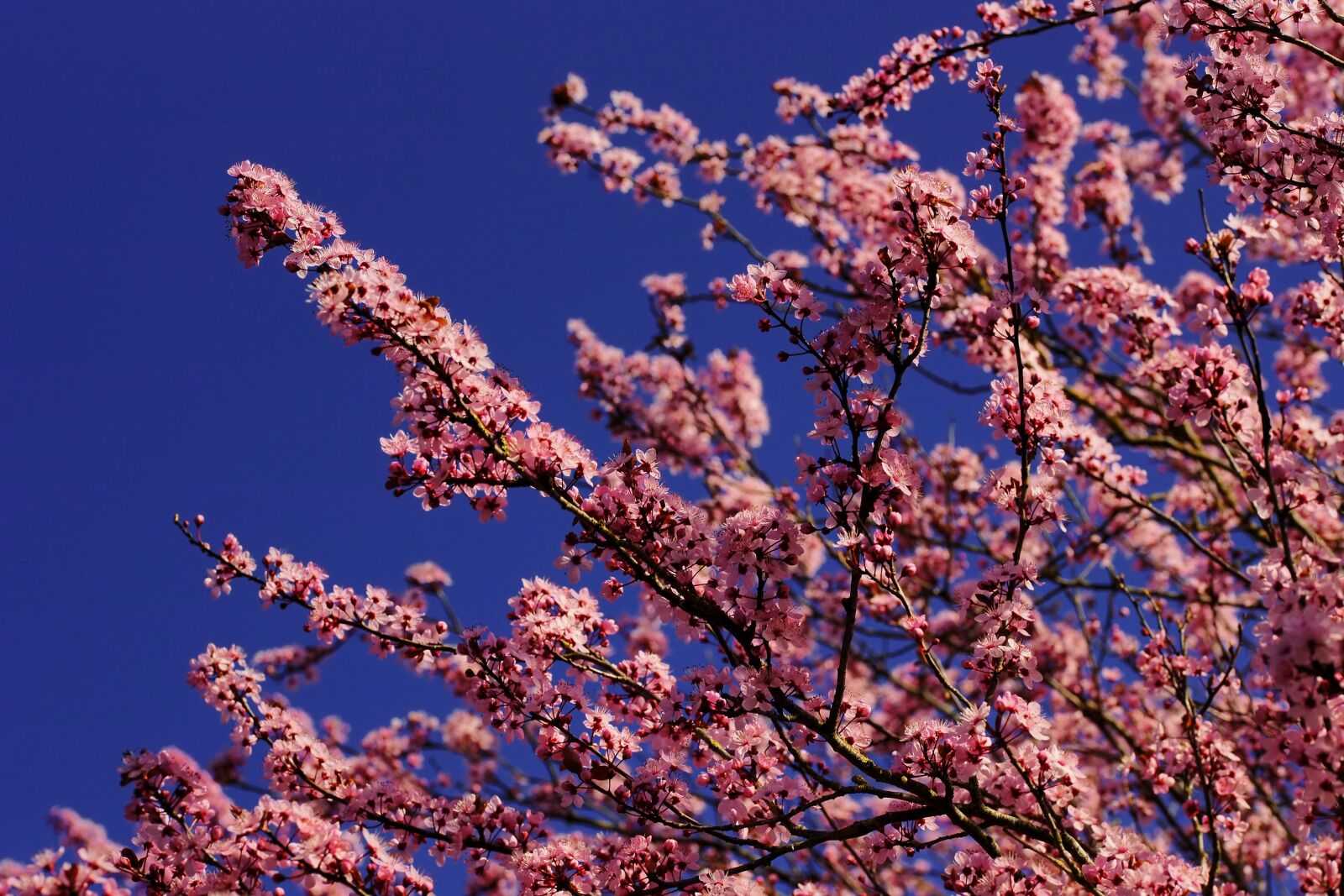 Sony Alpha DSLR-A900 sample photo. Almond blossom, cherry blossom photography