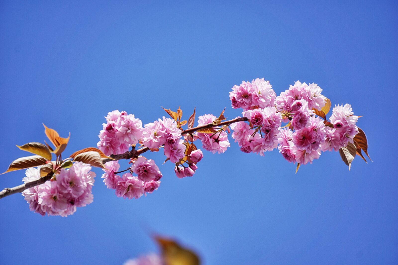 Sony a6000 sample photo. Macro, photo, of, petal photography