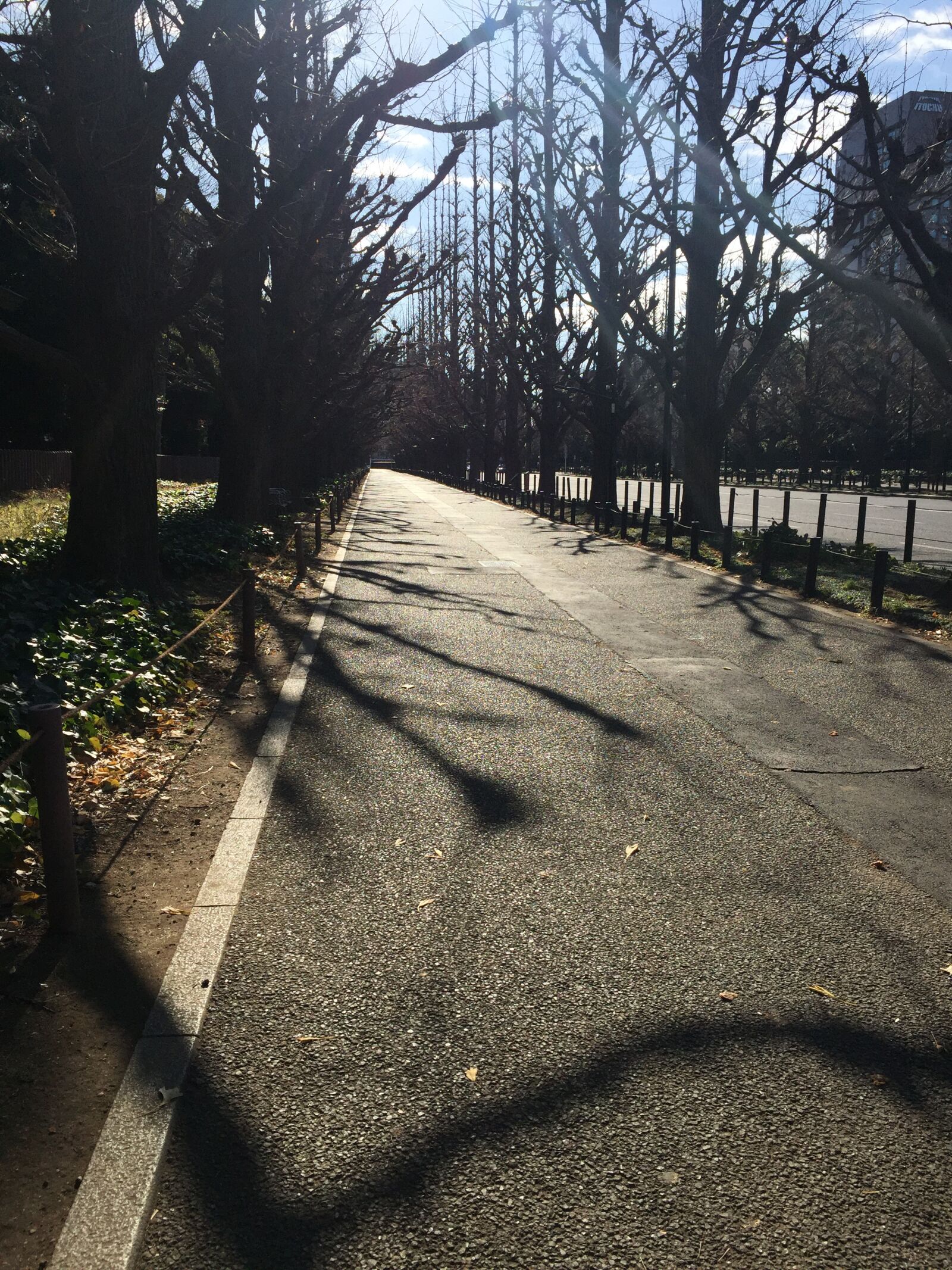 iPhone 6 back camera 4.15mm f/2.2 sample photo. Autumn, ginkgo, ginkgo biloba photography