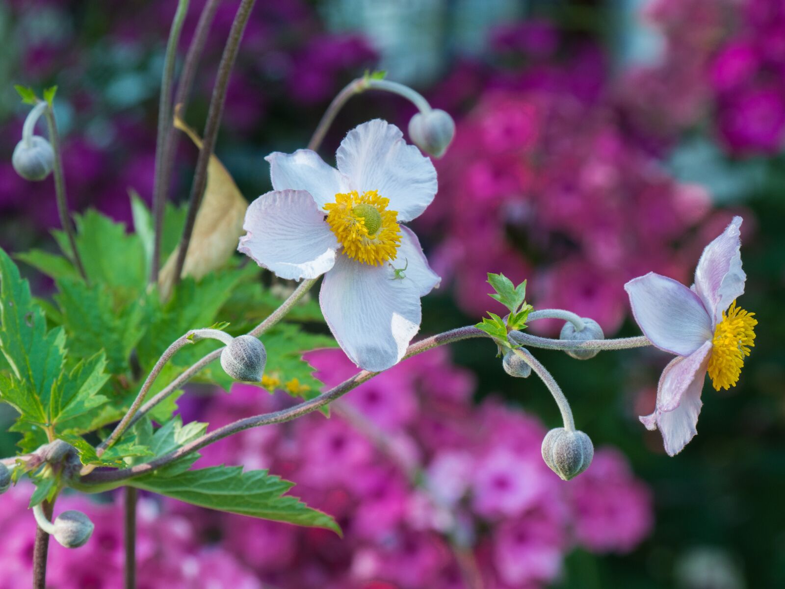 Panasonic DMC-G81 sample photo. Flowers, garden, summer photography