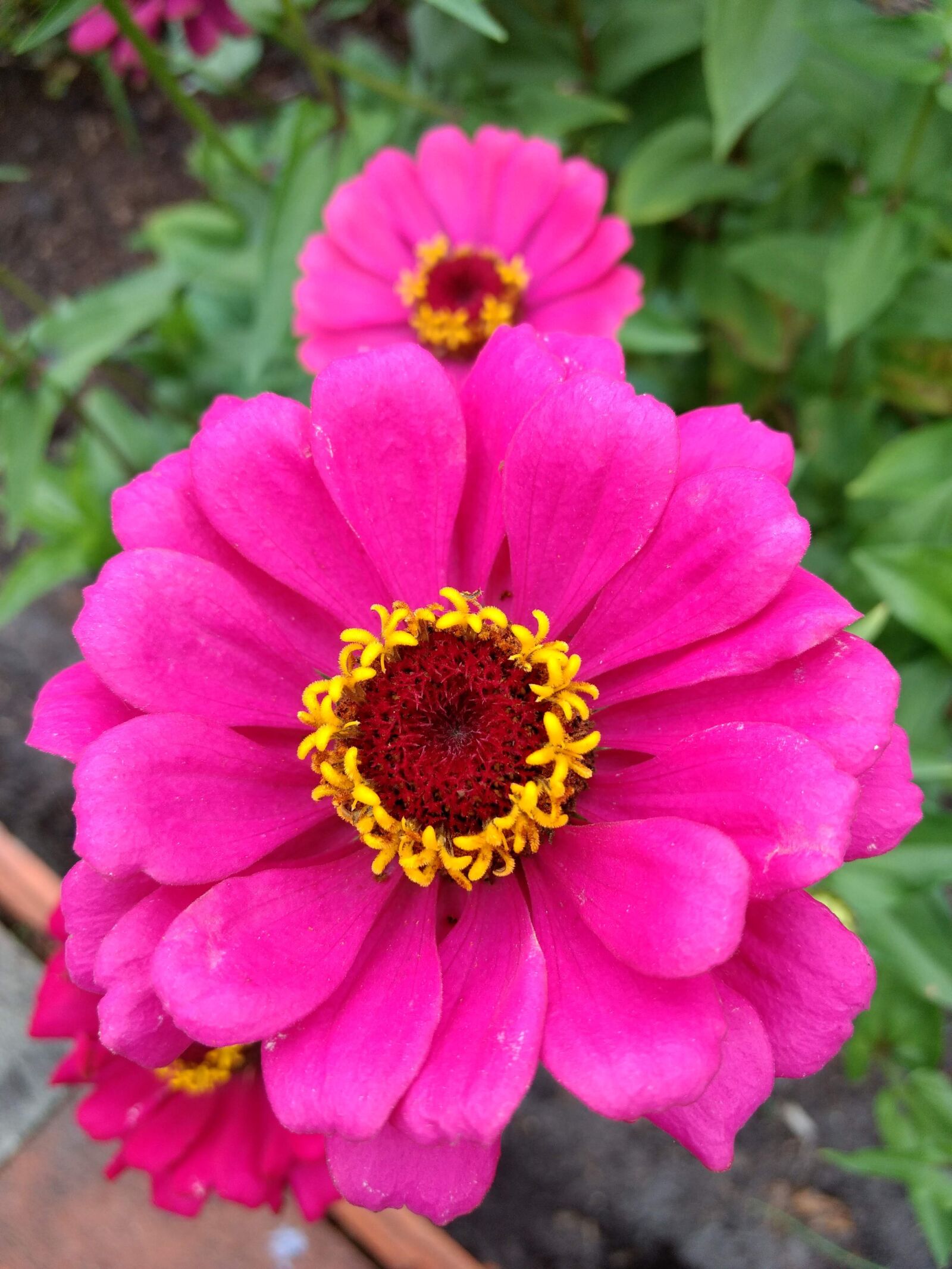 Motorola Moto G (4) sample photo. Flower, pink, garden photography