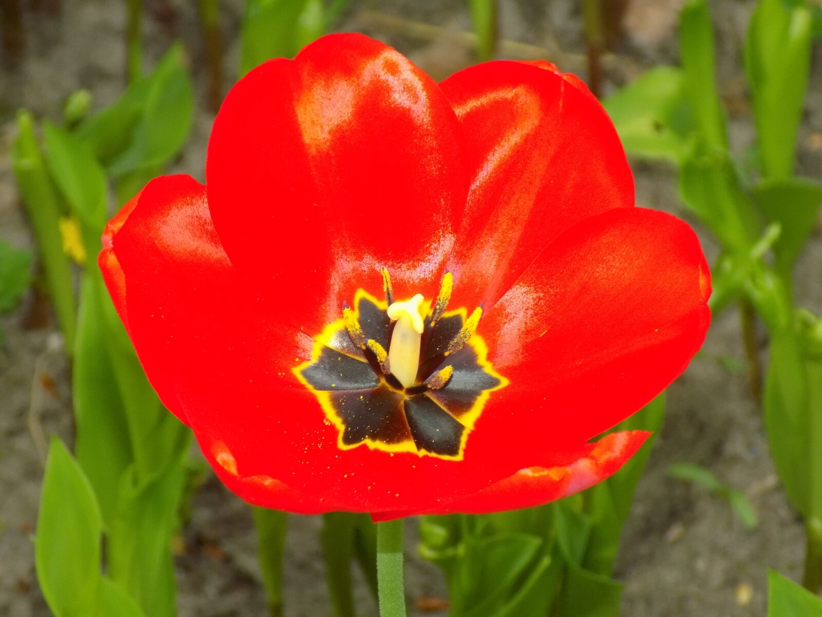 Nikon COOLPIX L330 sample photo. Tulip, flower, beautiful photography