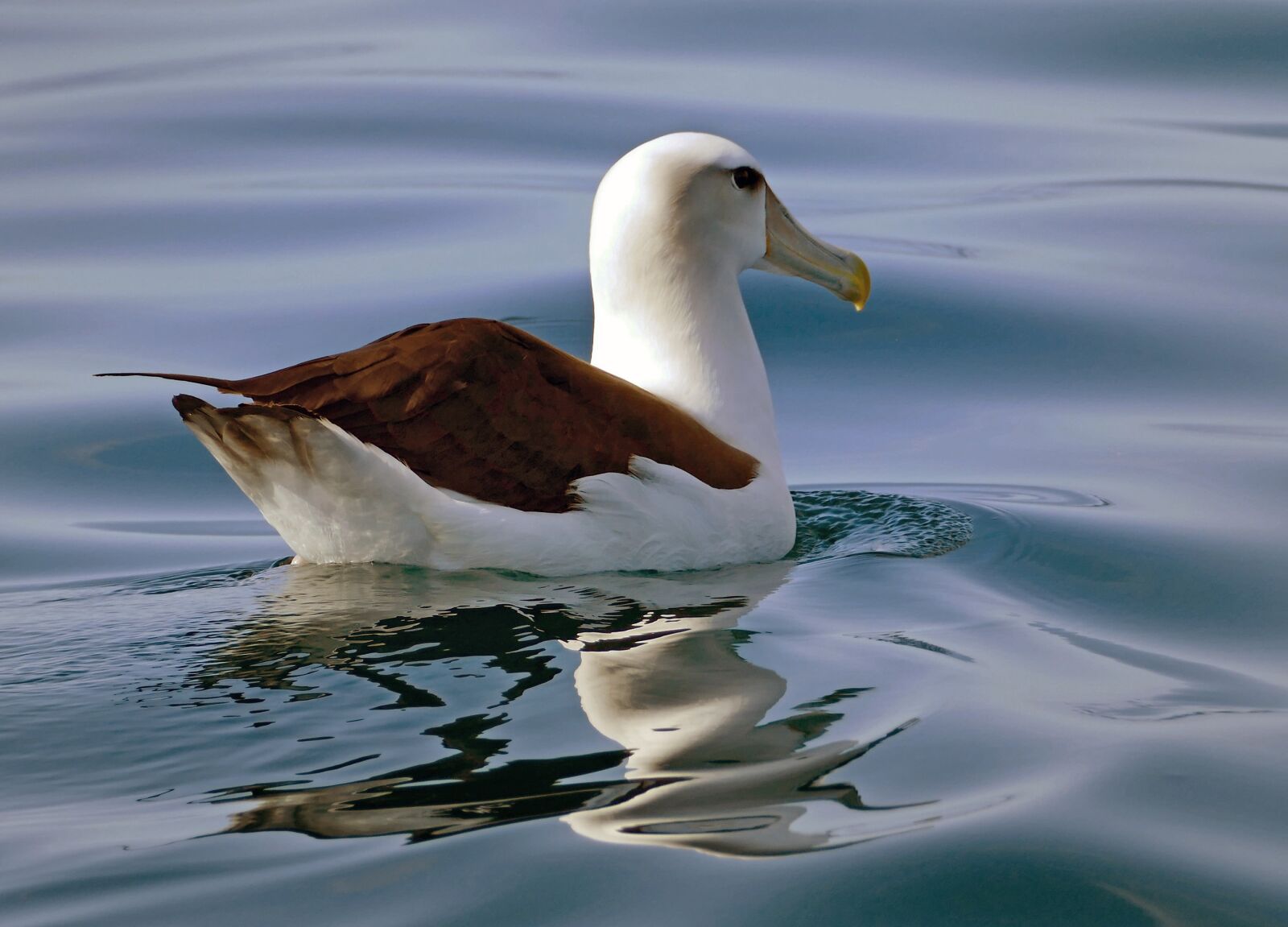 Panasonic Lumix DMC-FZ1000 sample photo. Albatross, seabird, bird photography