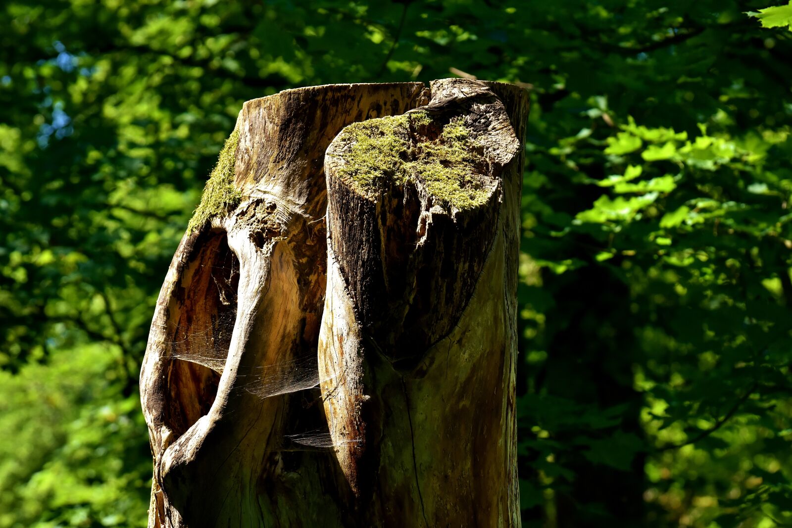 Nikon D7200 sample photo. Log, forest, moss photography