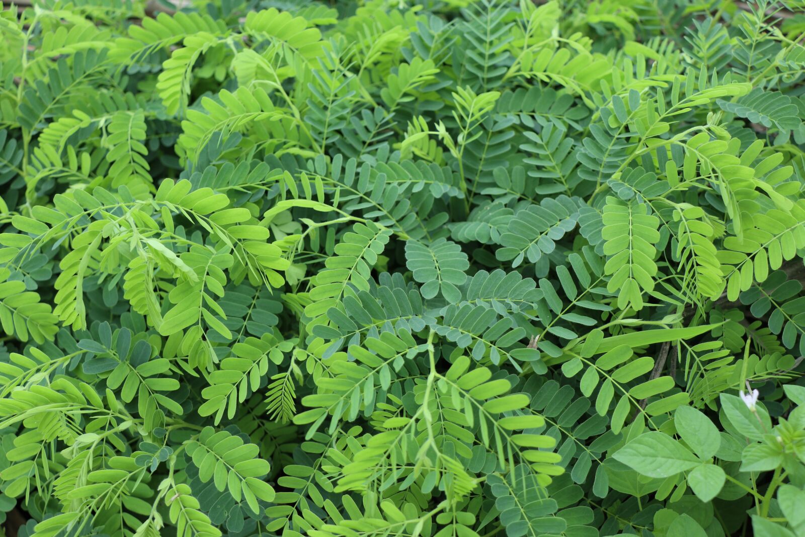 Canon EOS M6 sample photo. Tamarin, leaf, multiple photography