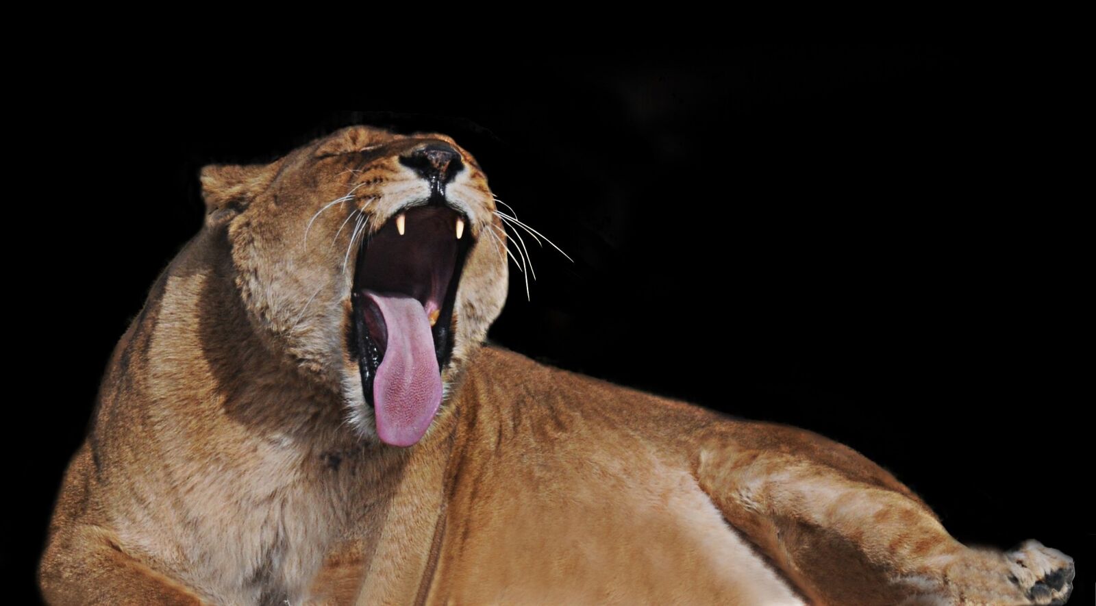 Nikon D300 sample photo. Lioness, feline, tawny photography