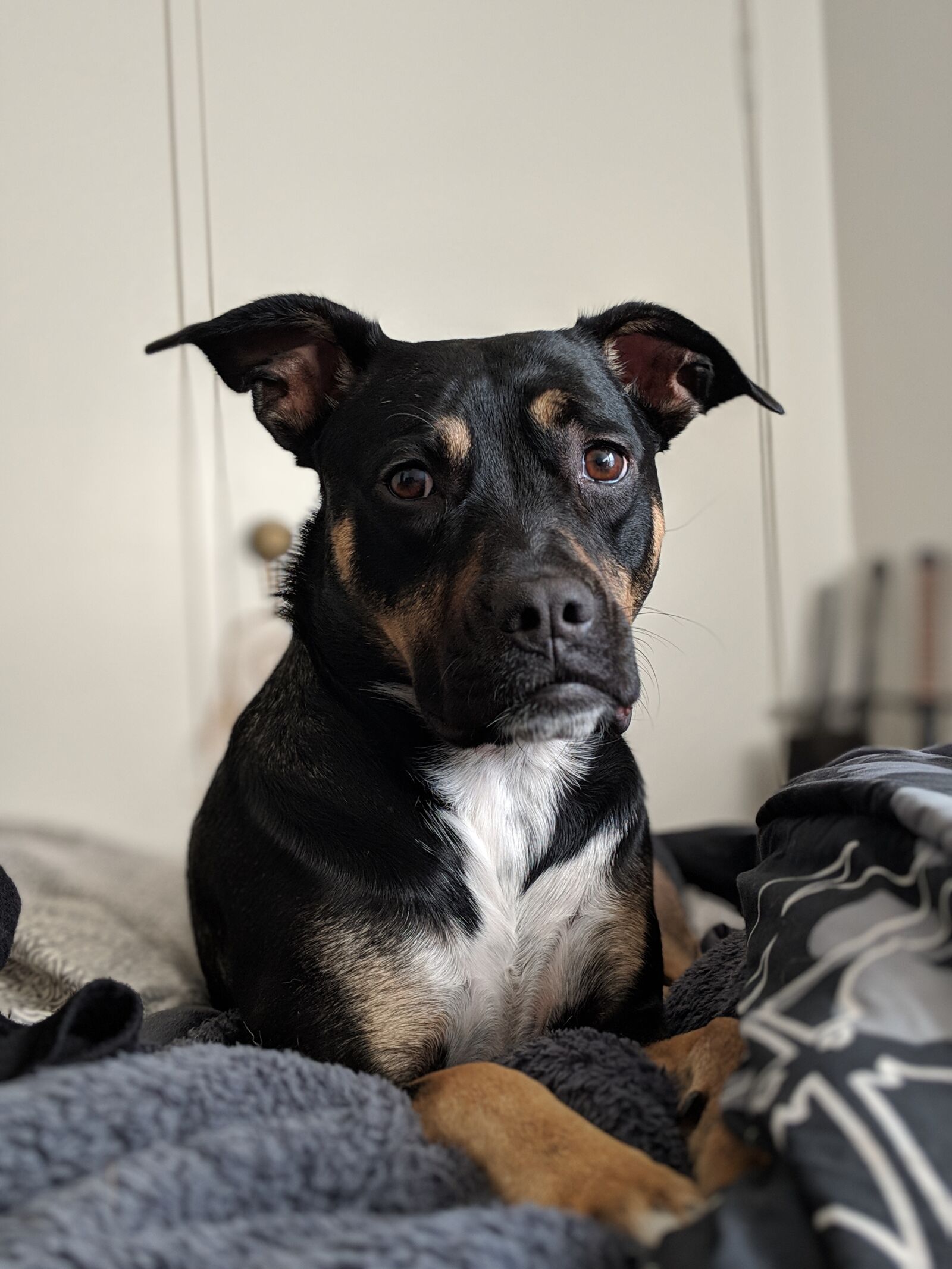 Google Pixel 2 sample photo. Dog, canine, rescue dog photography