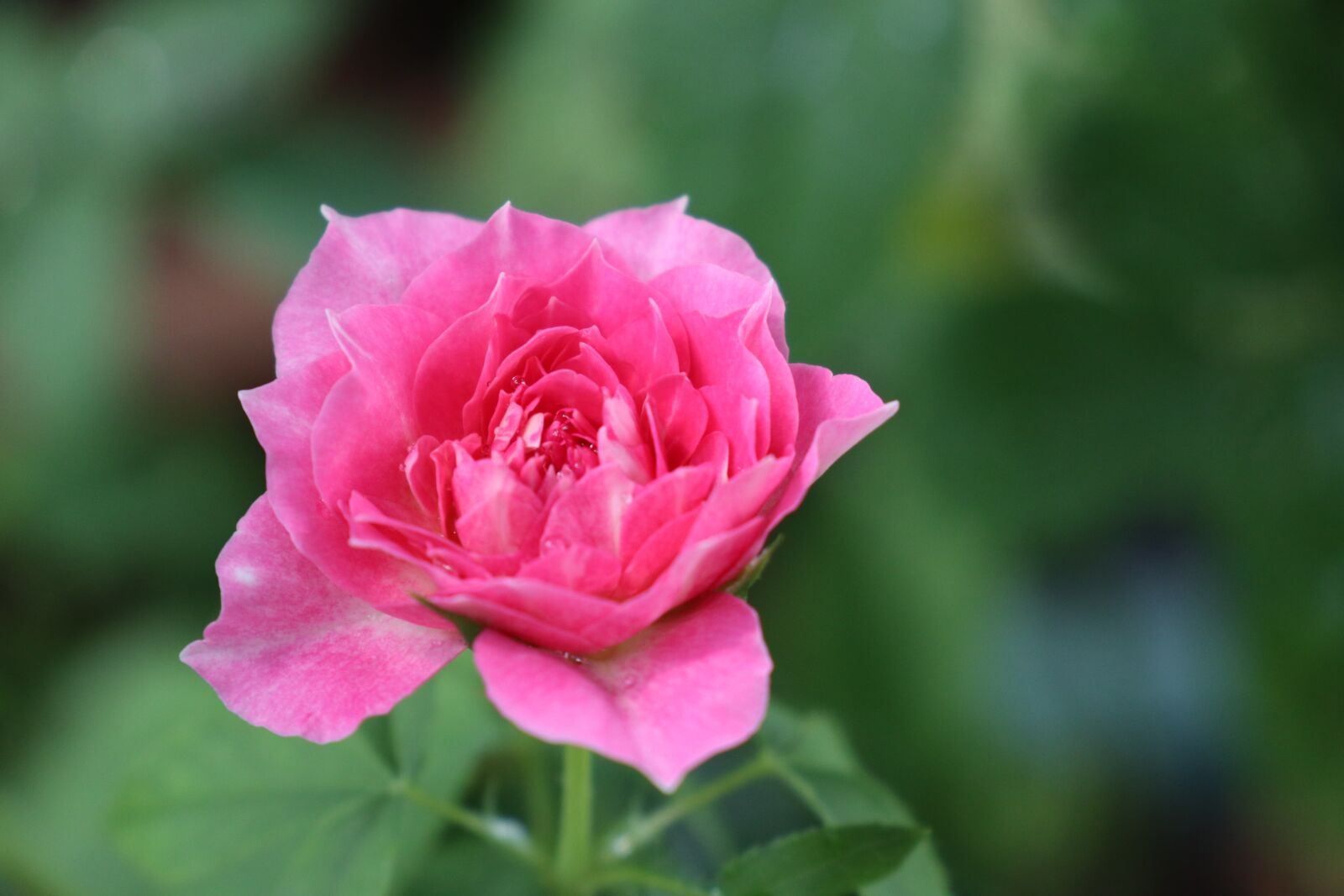 Canon EOS M6 sample photo. Rose flower, lovely, pink photography