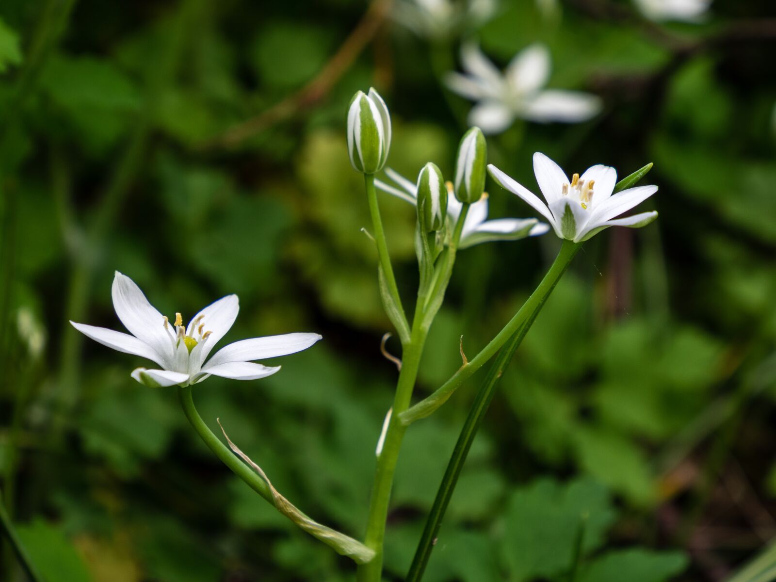 Olympus OM-D E-M10 III sample photo. Flower, plant, bud photography