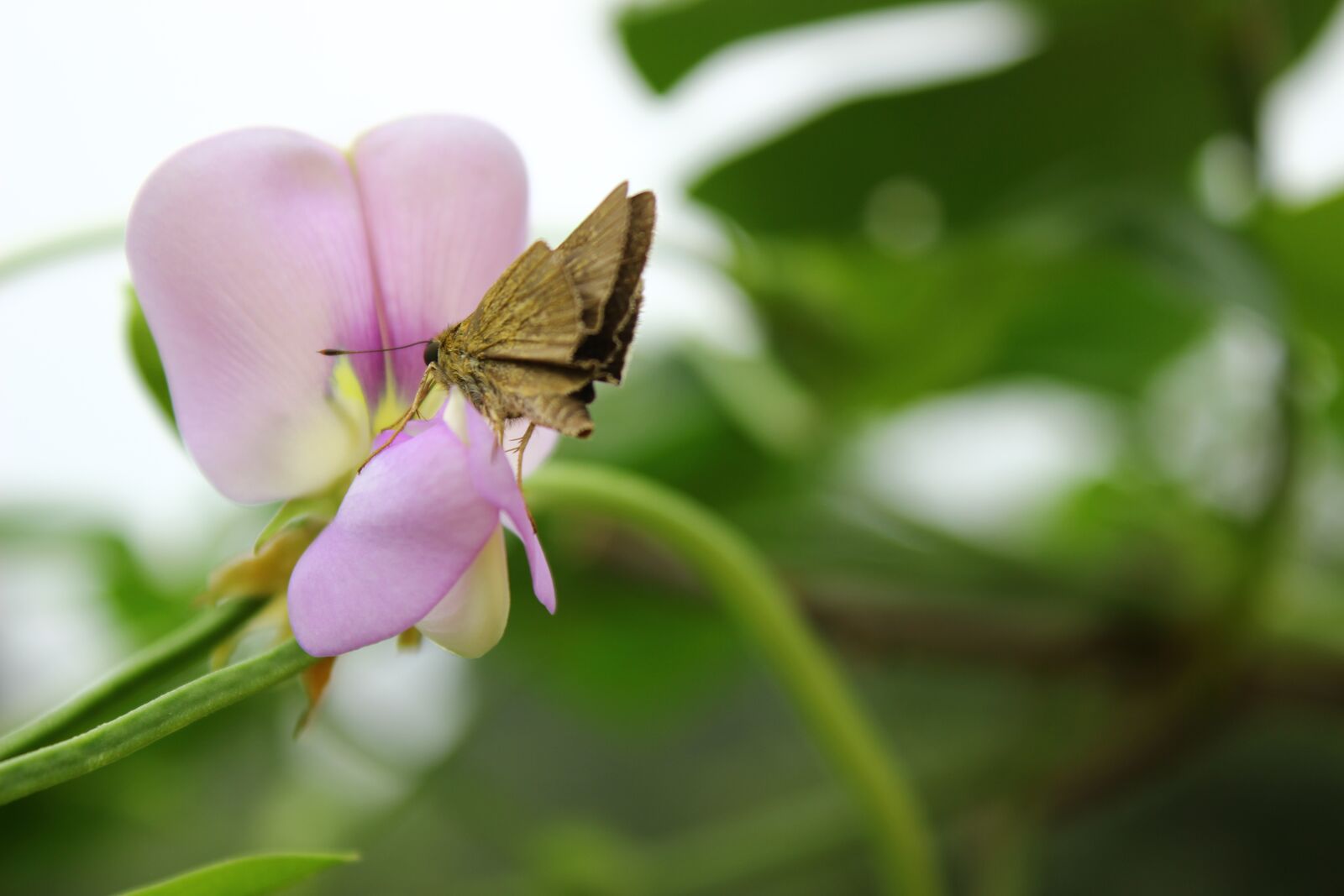 Canon EOS 600D (Rebel EOS T3i / EOS Kiss X5) sample photo. Moths, butterfly, flowers photography