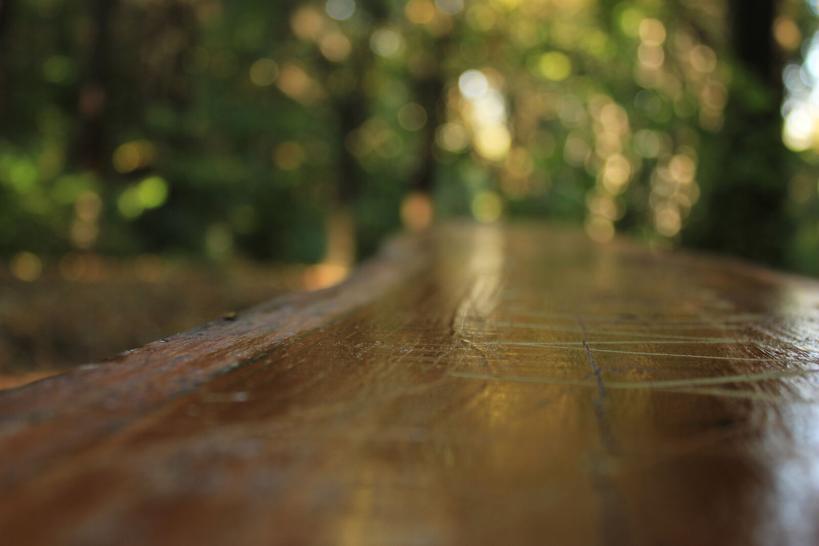 Canon EOS 550D (EOS Rebel T2i / EOS Kiss X4) + Canon EF-S 18-55mm F3.5-5.6 IS sample photo. Bench, bench, in, forest photography