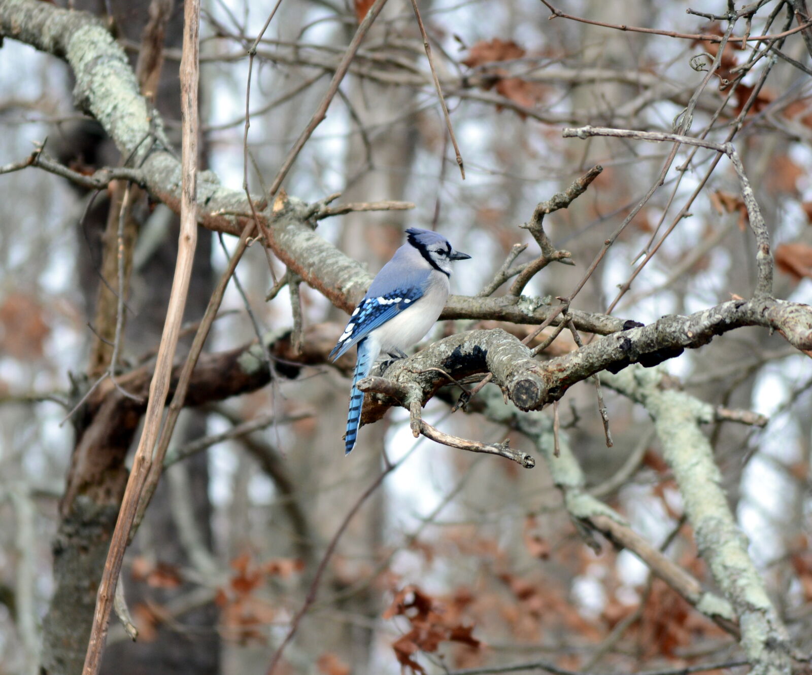Nikon D5200 sample photo. Anmal, bird, blue, flight photography