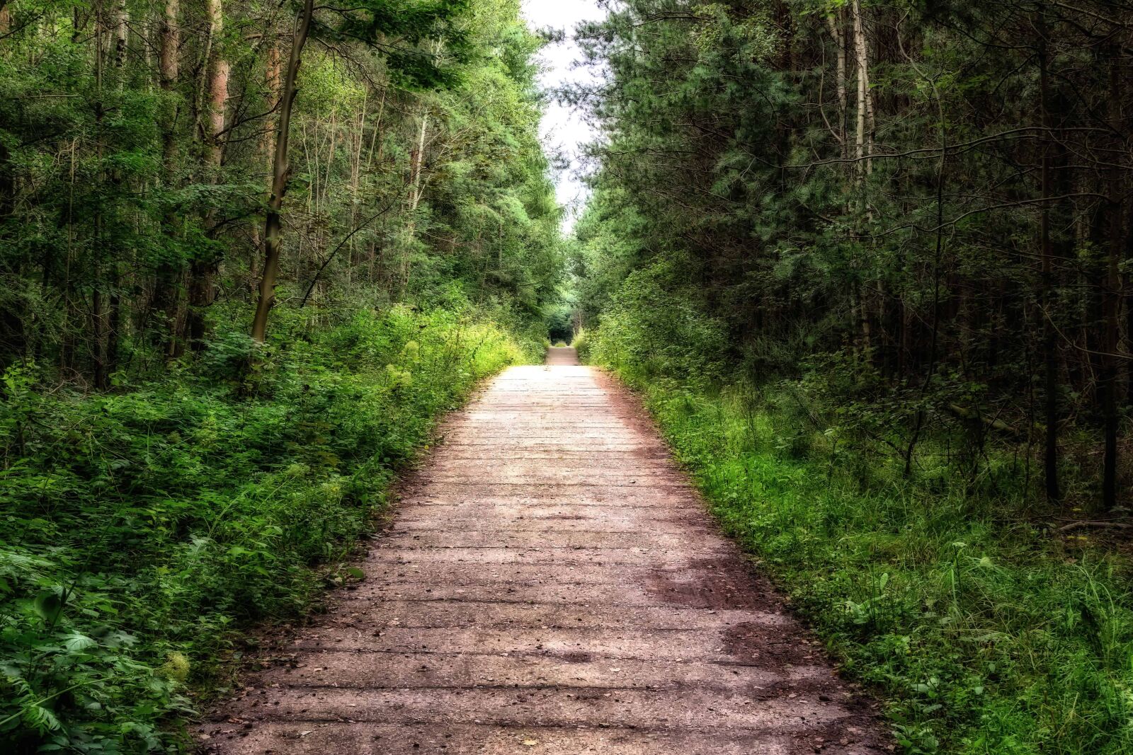 Nikon D3300 sample photo. Leaf, wood, trail, tree photography