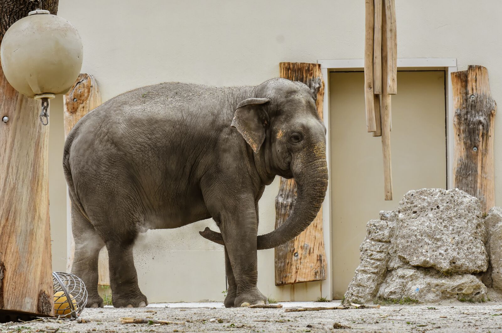 Nikon D7200 sample photo. Elephant, proboscis, pachyderm photography