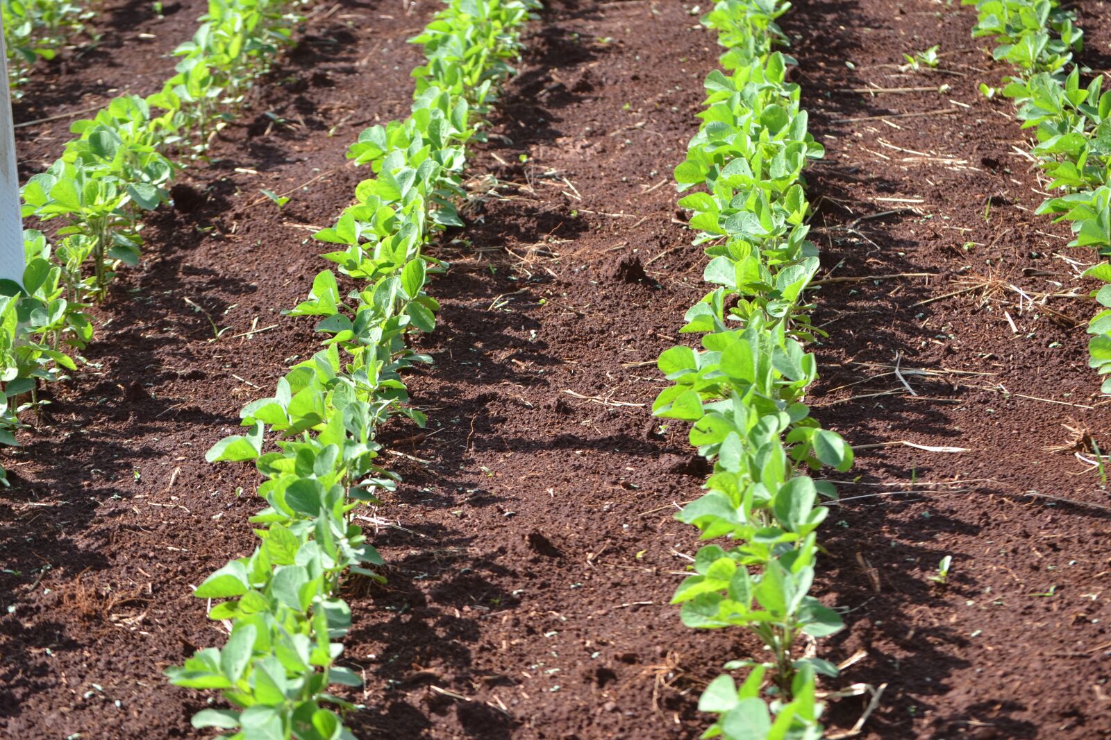 Nikon D3100 sample photo. Soybeans, plantation, agriculture photography