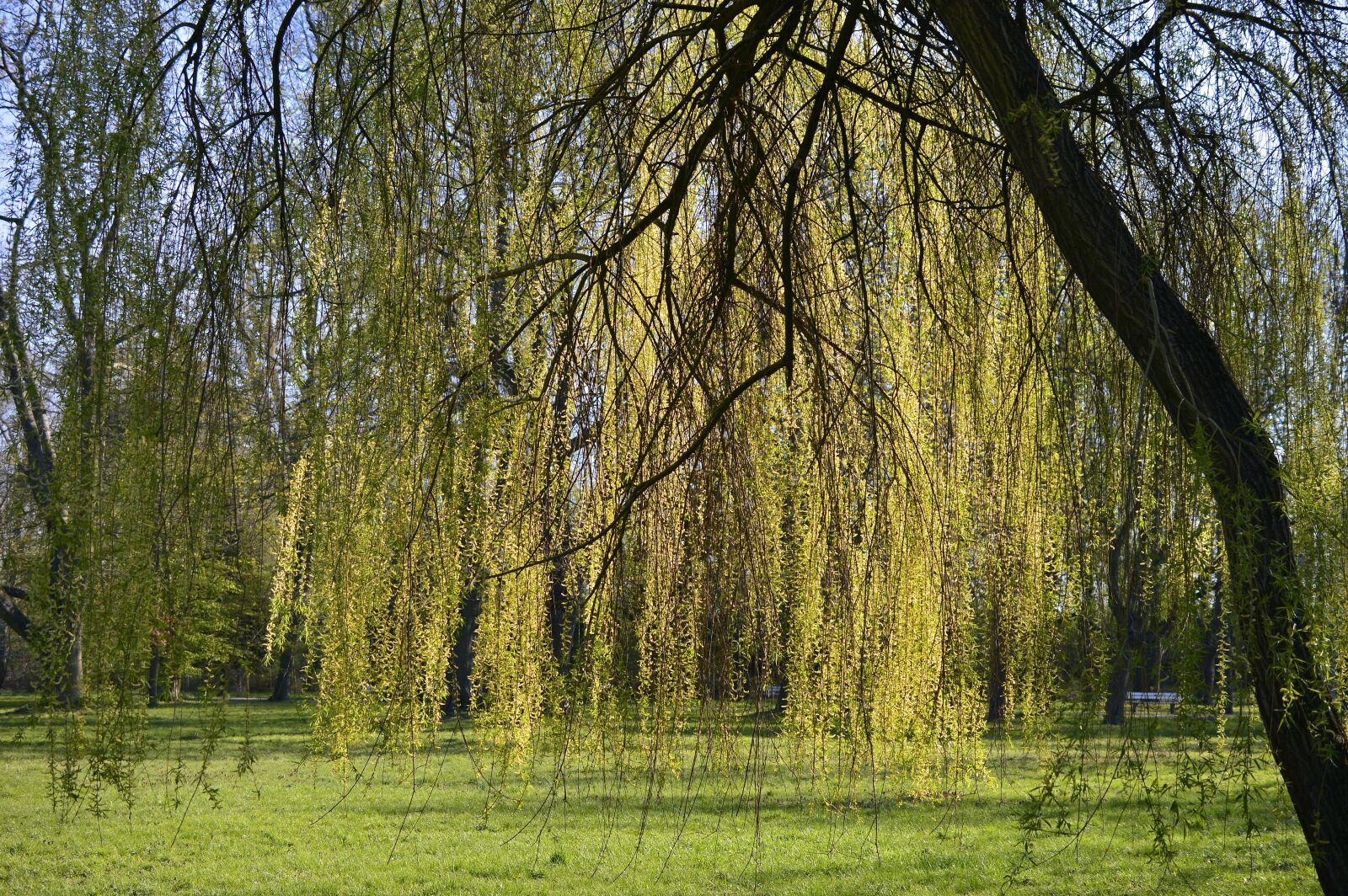 Nikon D3200 sample photo. Weeping willow, salix babylonica photography