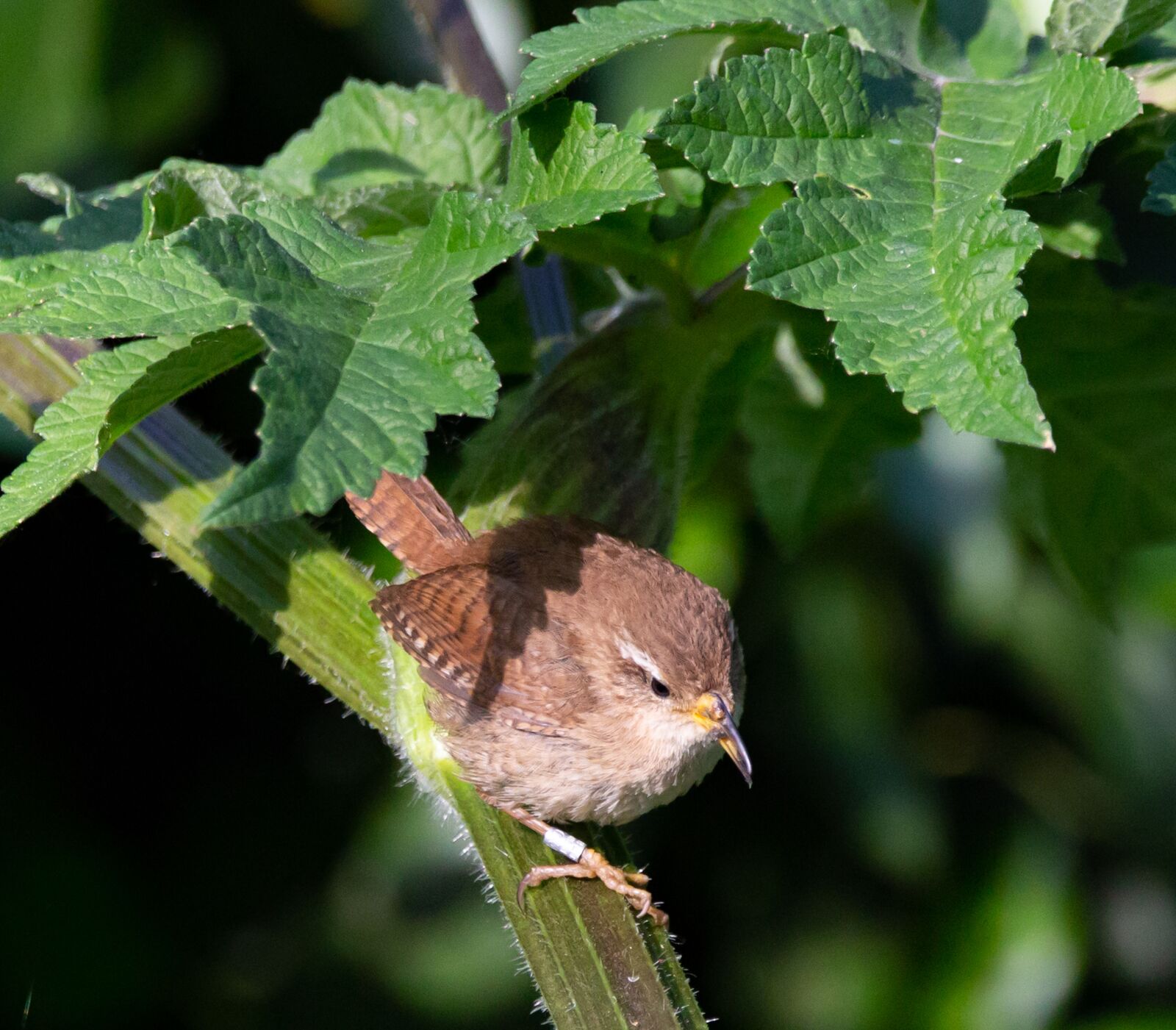 150-600mm F5-6.3 DG OS HSM | Contemporary 015 sample photo. Wren, eurasian wren, jenny photography