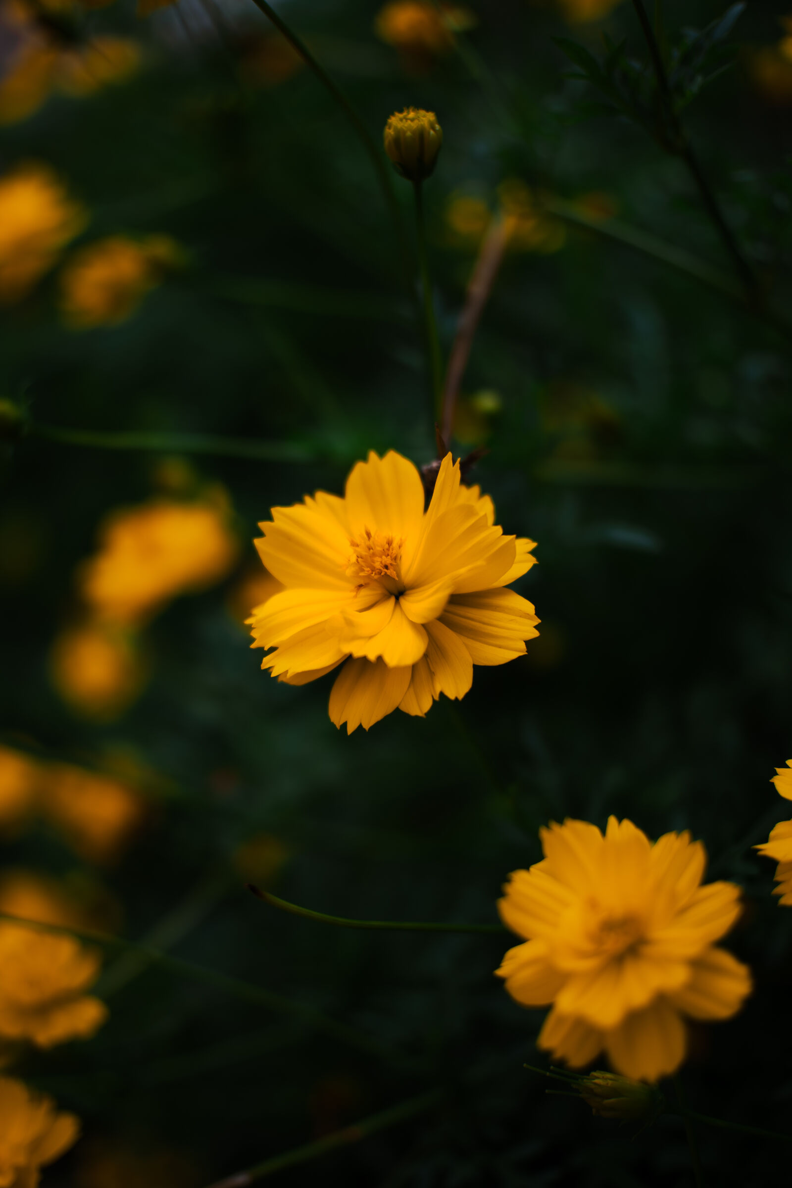Sony ZV-E10 sample photo. Sulfur cosmos photography