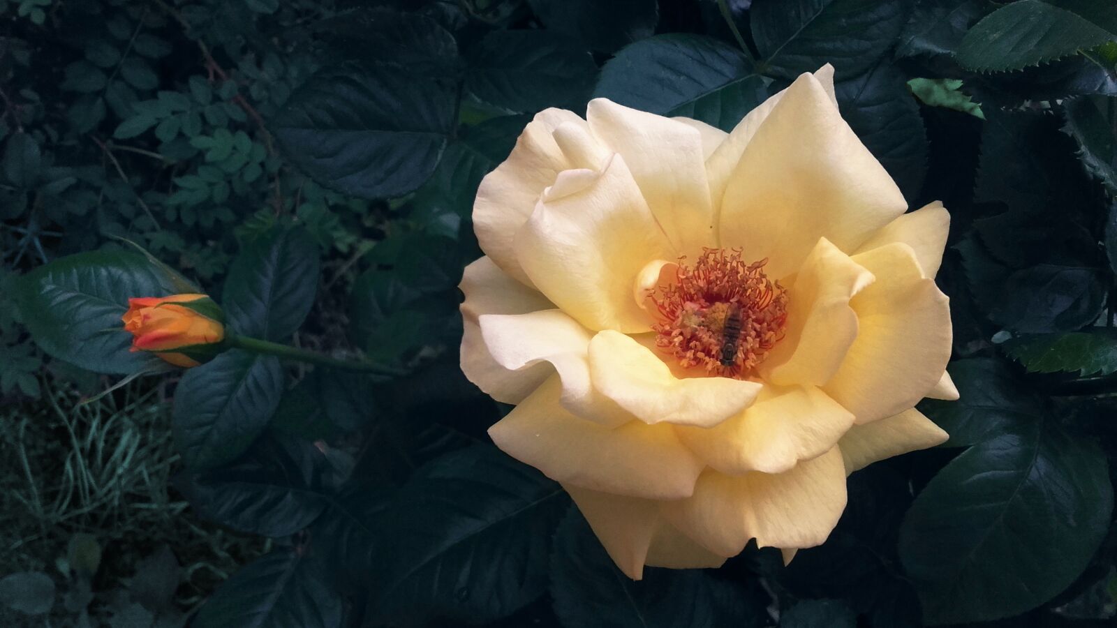Samsung Galaxy Grand Prime sample photo. Rose, roses, rubella photography