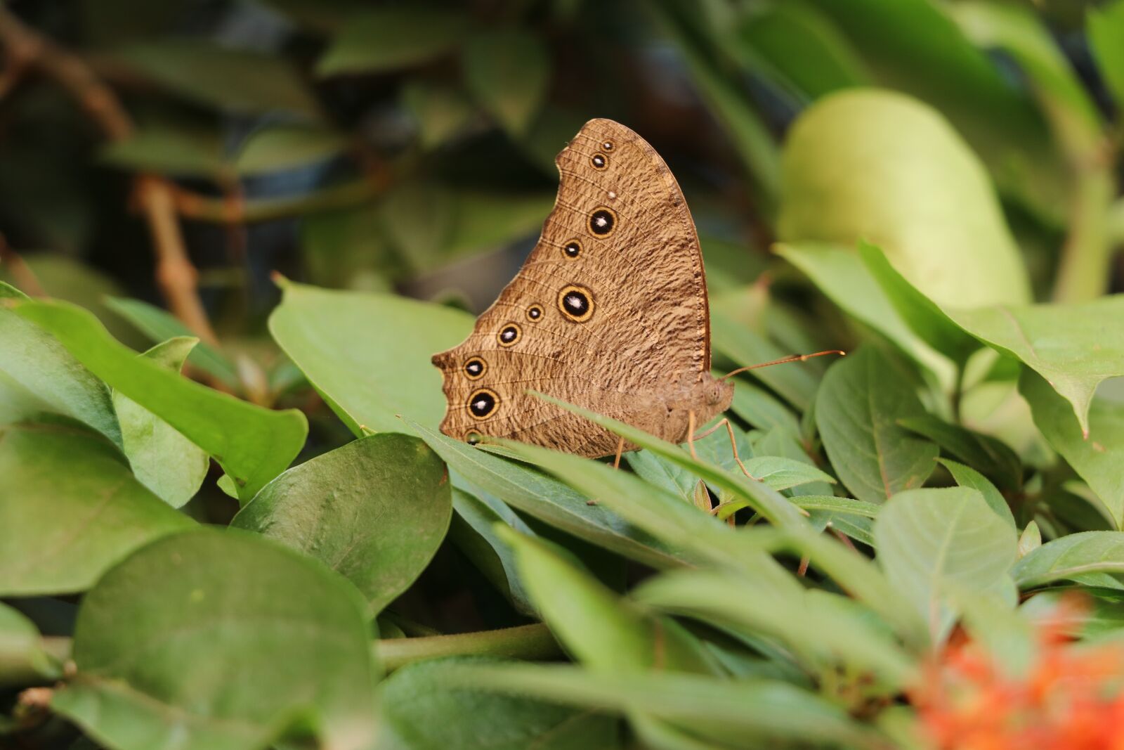 Canon EF-S 18-135mm F3.5-5.6 IS USM sample photo. Butterflies, indian butterflies, insects photography