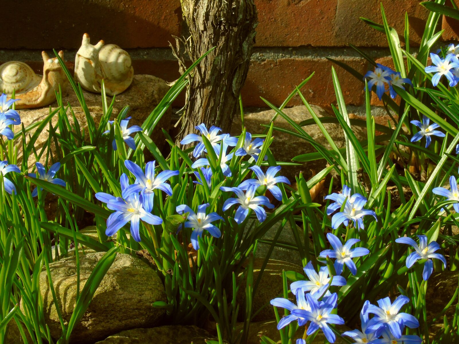 Sony Cyber-shot DSC-H400 sample photo. Star hyacinth, hyacinth, blue photography
