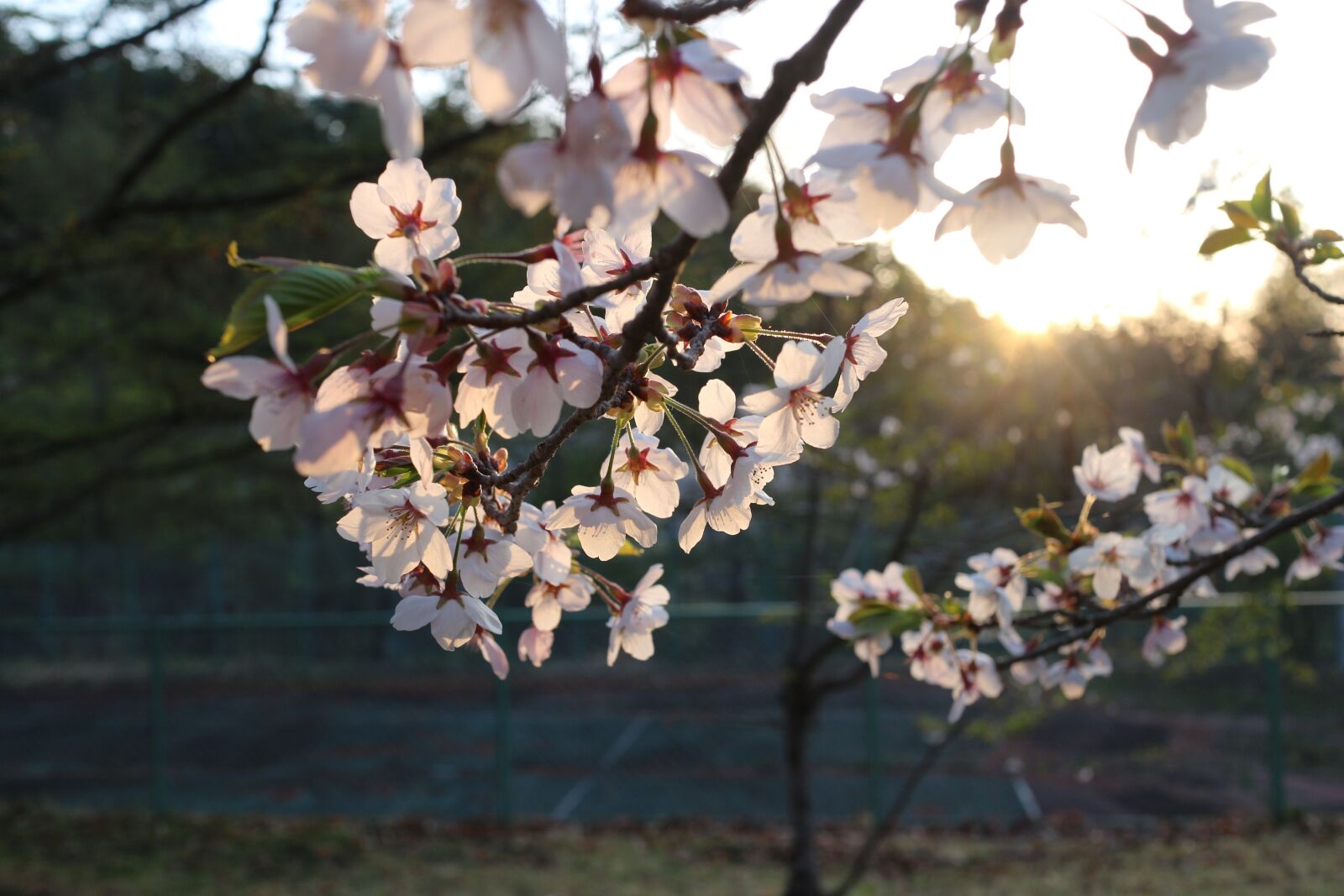 Canon EOS M + Canon EF-M 22mm F2 STM sample photo. Japan, cherry blossom, sunrise photography