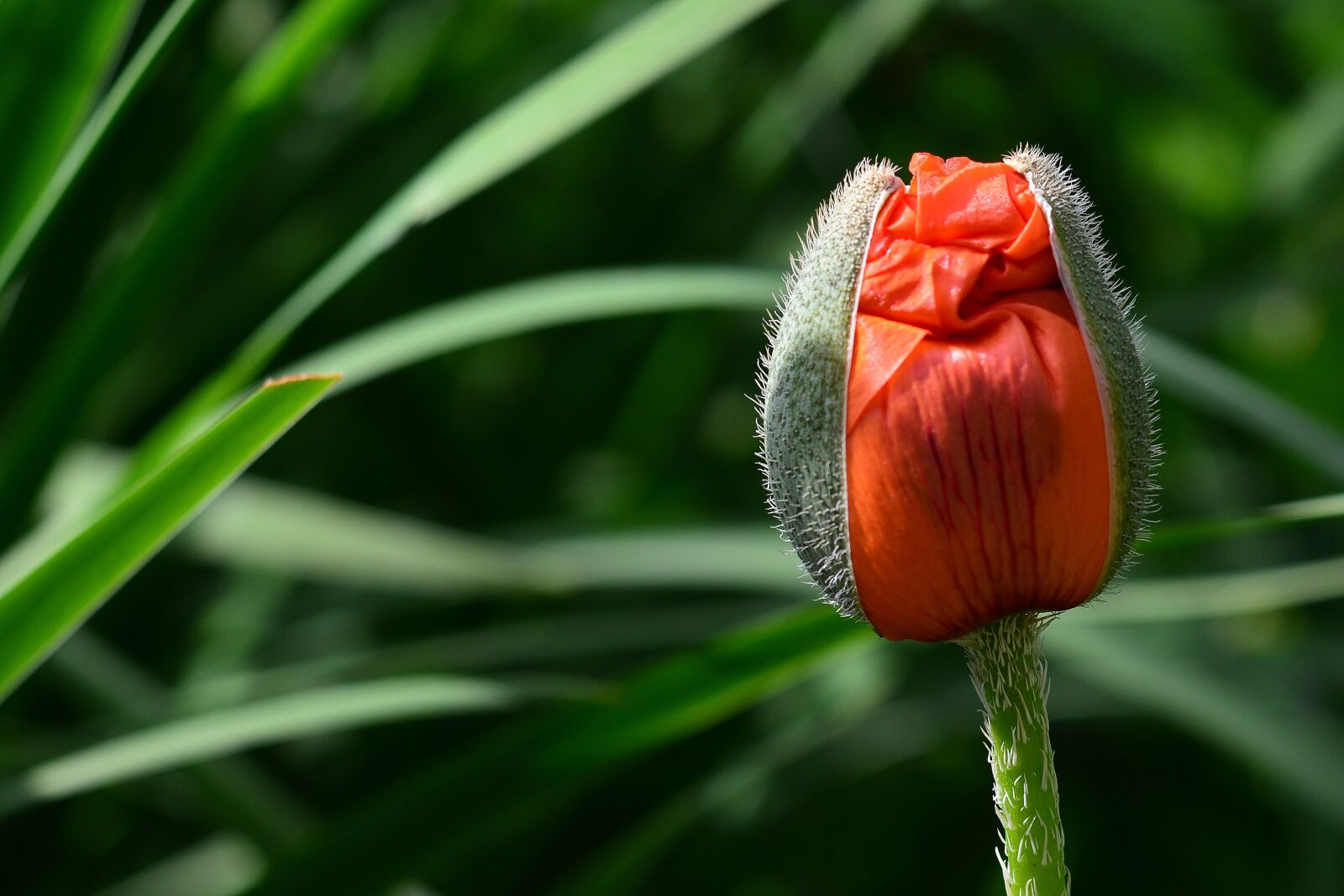 Nikon D5200 sample photo. Poppy, blossom, bloom photography