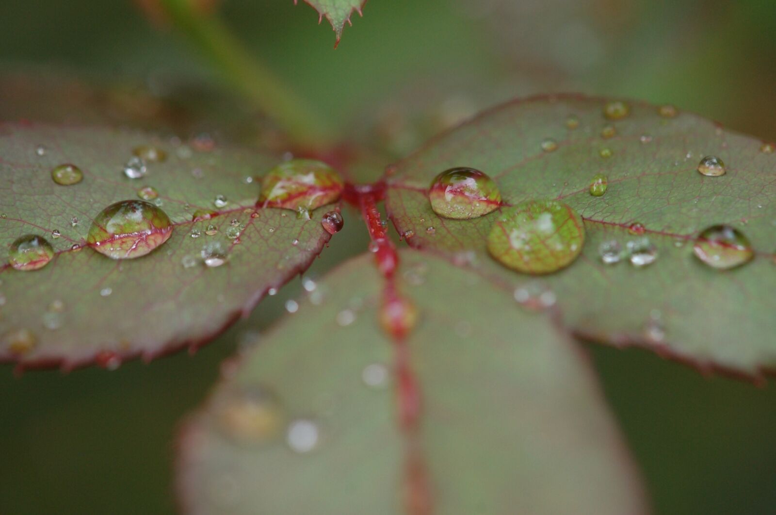 Nikon D50 sample photo. Rain, raindrops, droplets photography
